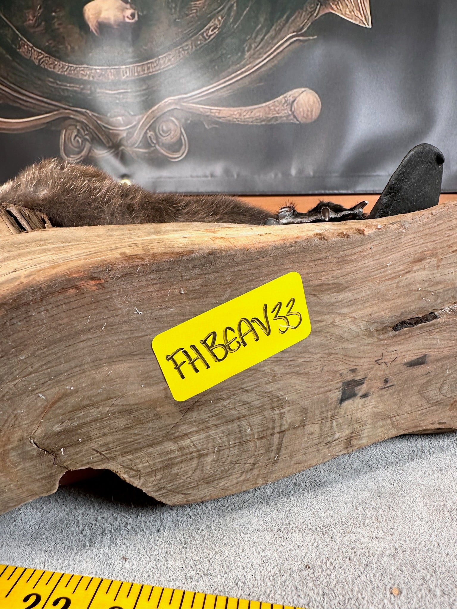 FHBEAV33- Beautiful Adorable baby beaver taxidermy mount