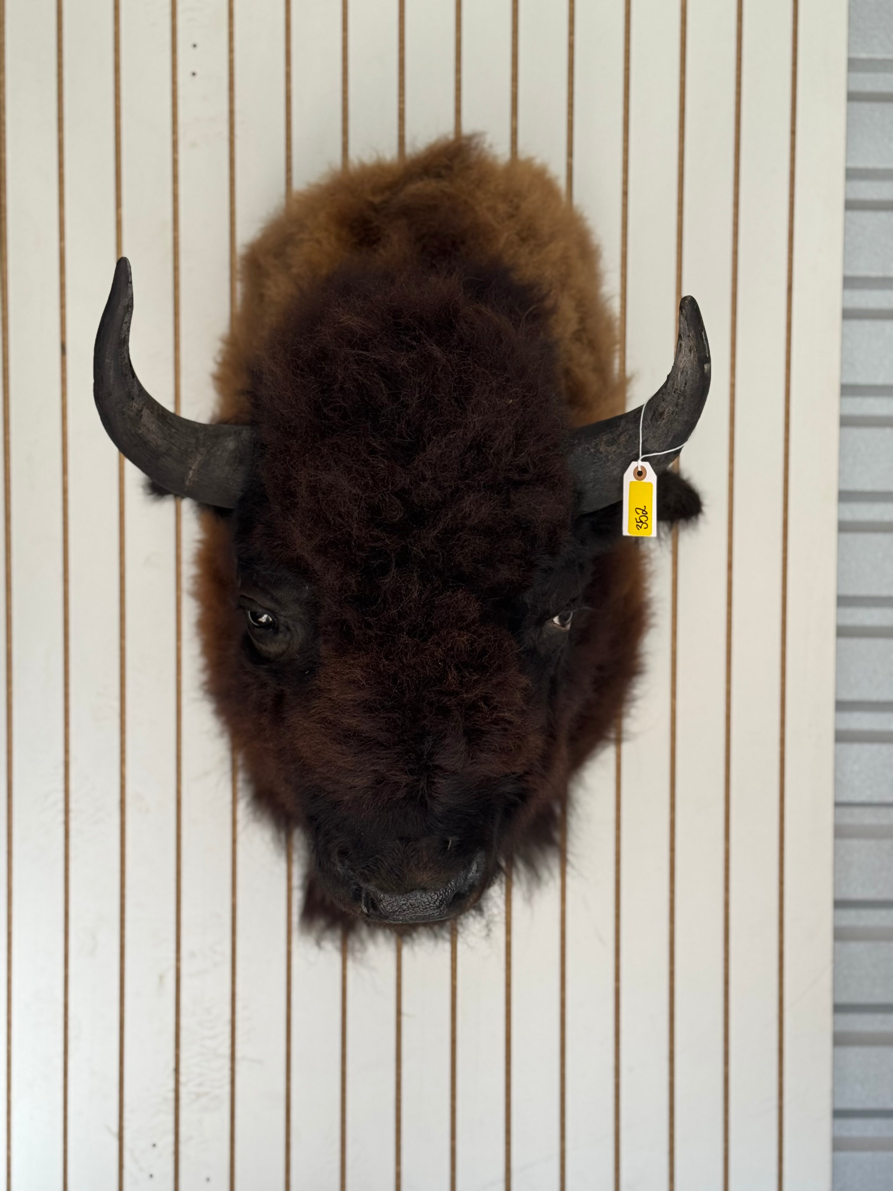 FHDAR351- XL Buffalo Taxidermy Shoulder mount Bull