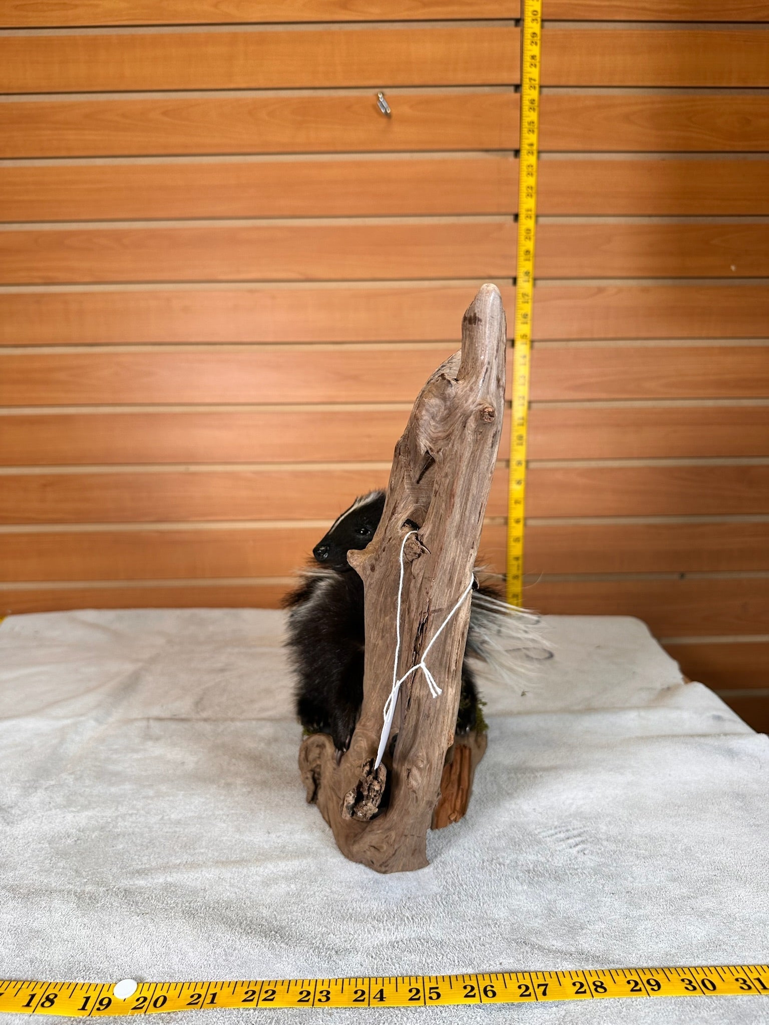FHSKU15- baby Skunk taxidermy mount
