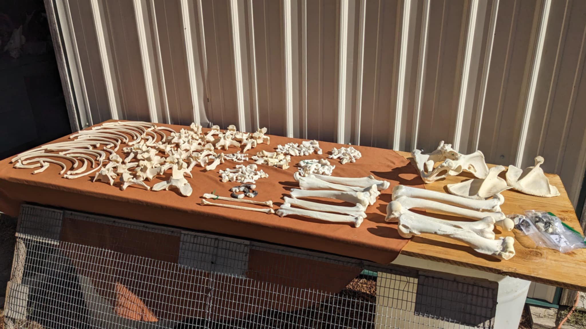 Bear disarticulated skeleton