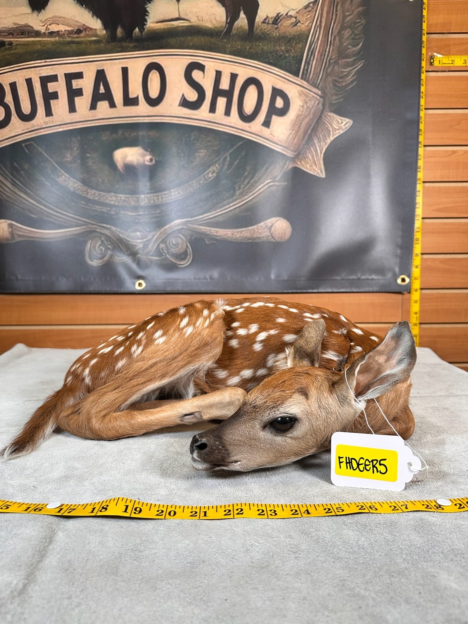 FHDEER5- Baby Deer Fawn tiny taxidermy mount