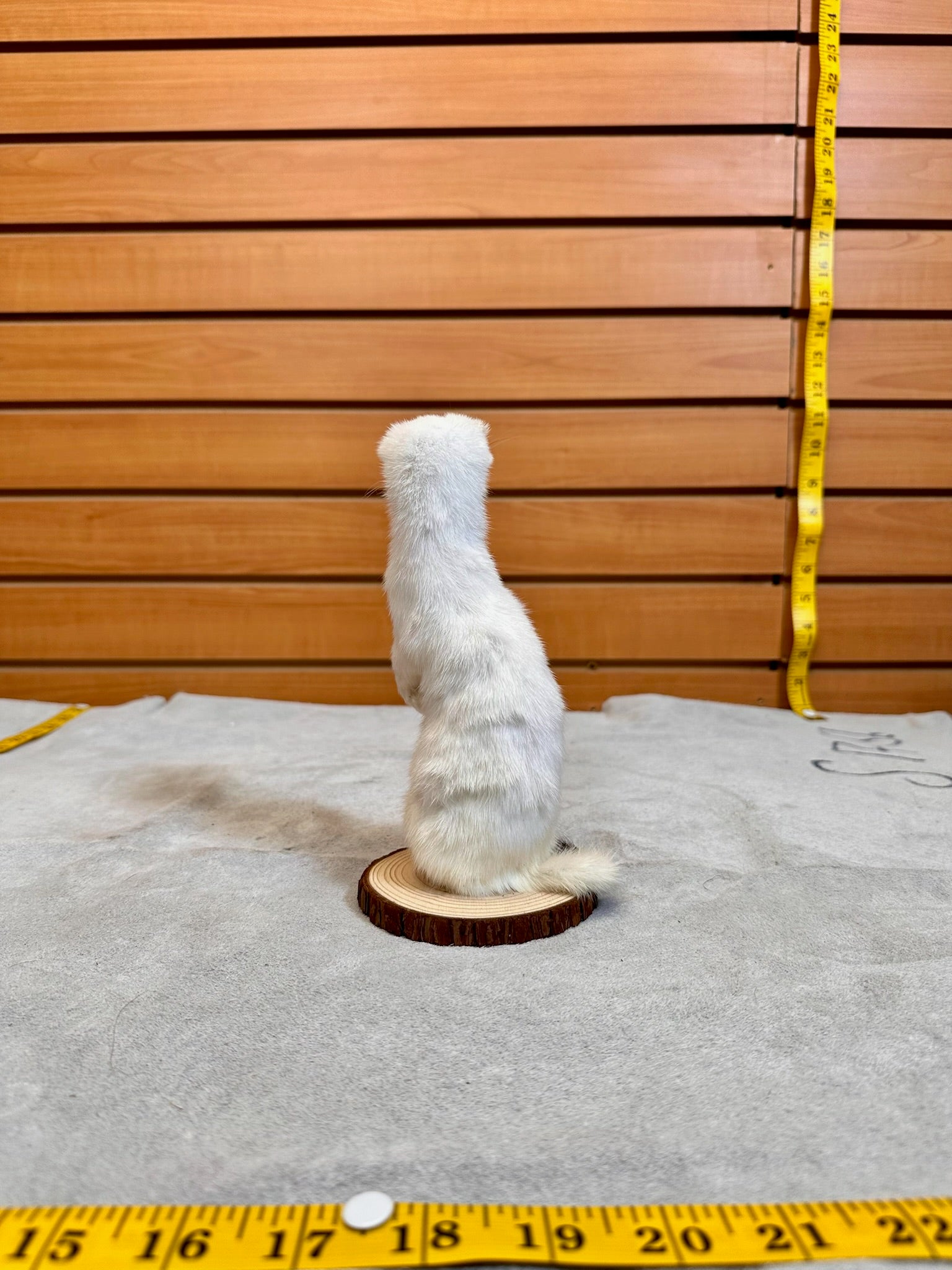 FHWEAS19- Beautiful Adorable Weasel Ermine Small Animal Taxidermy