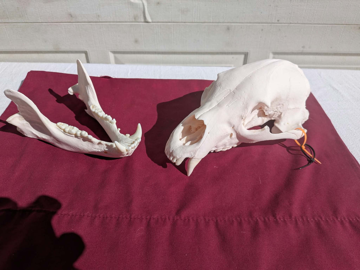 FHPAT237 -professionally cleaned black bear skull