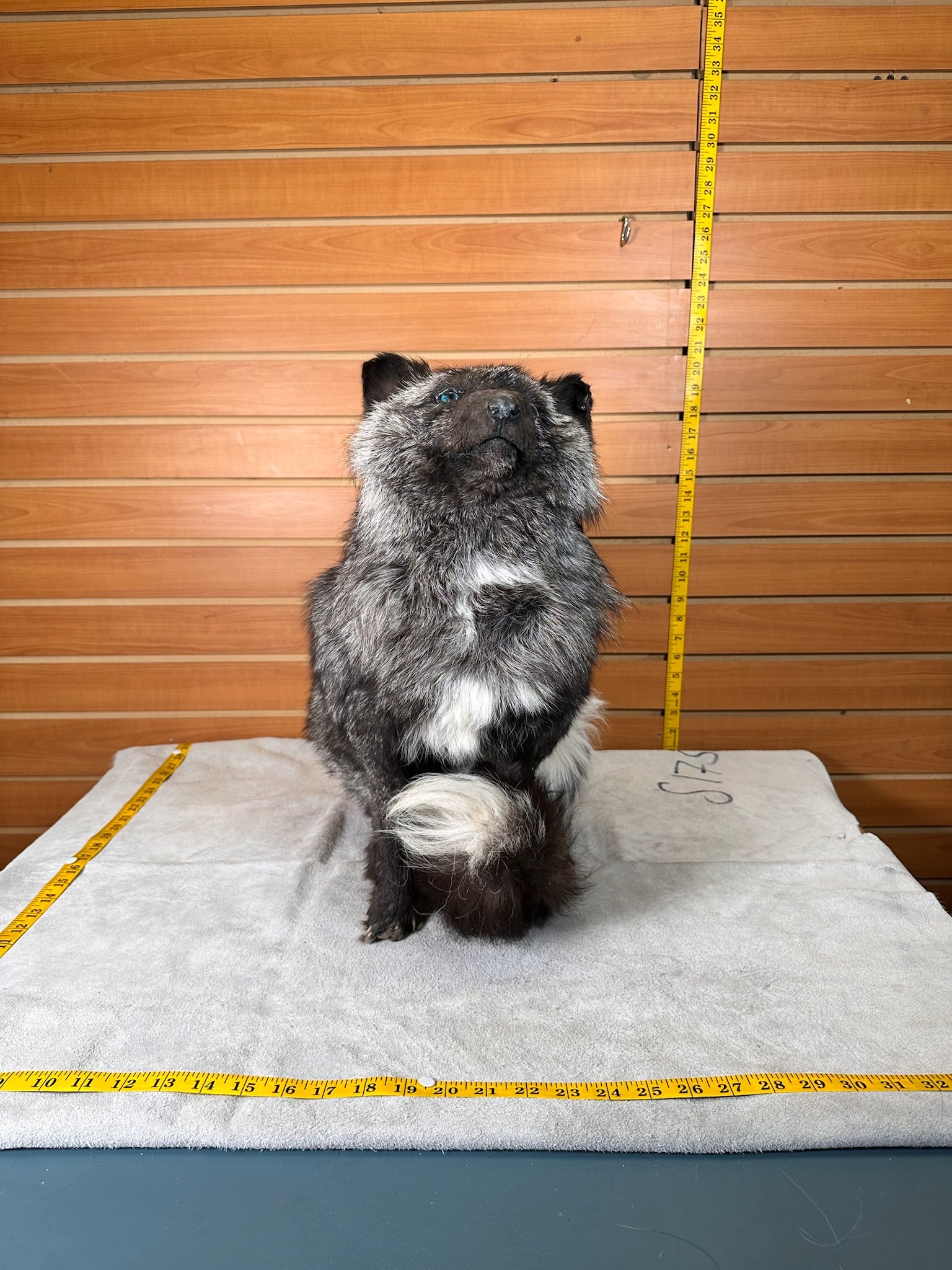 FHSFFOX1- fluffy fox taxidermy mount