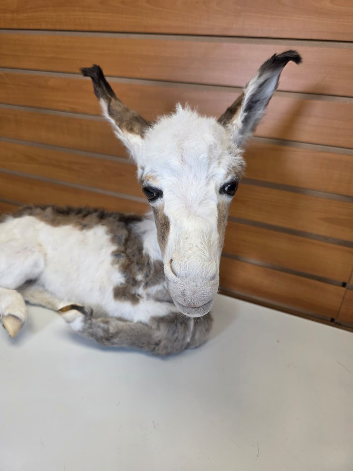 FHDM1 - Rare Real Baby Donkey Taxidermy