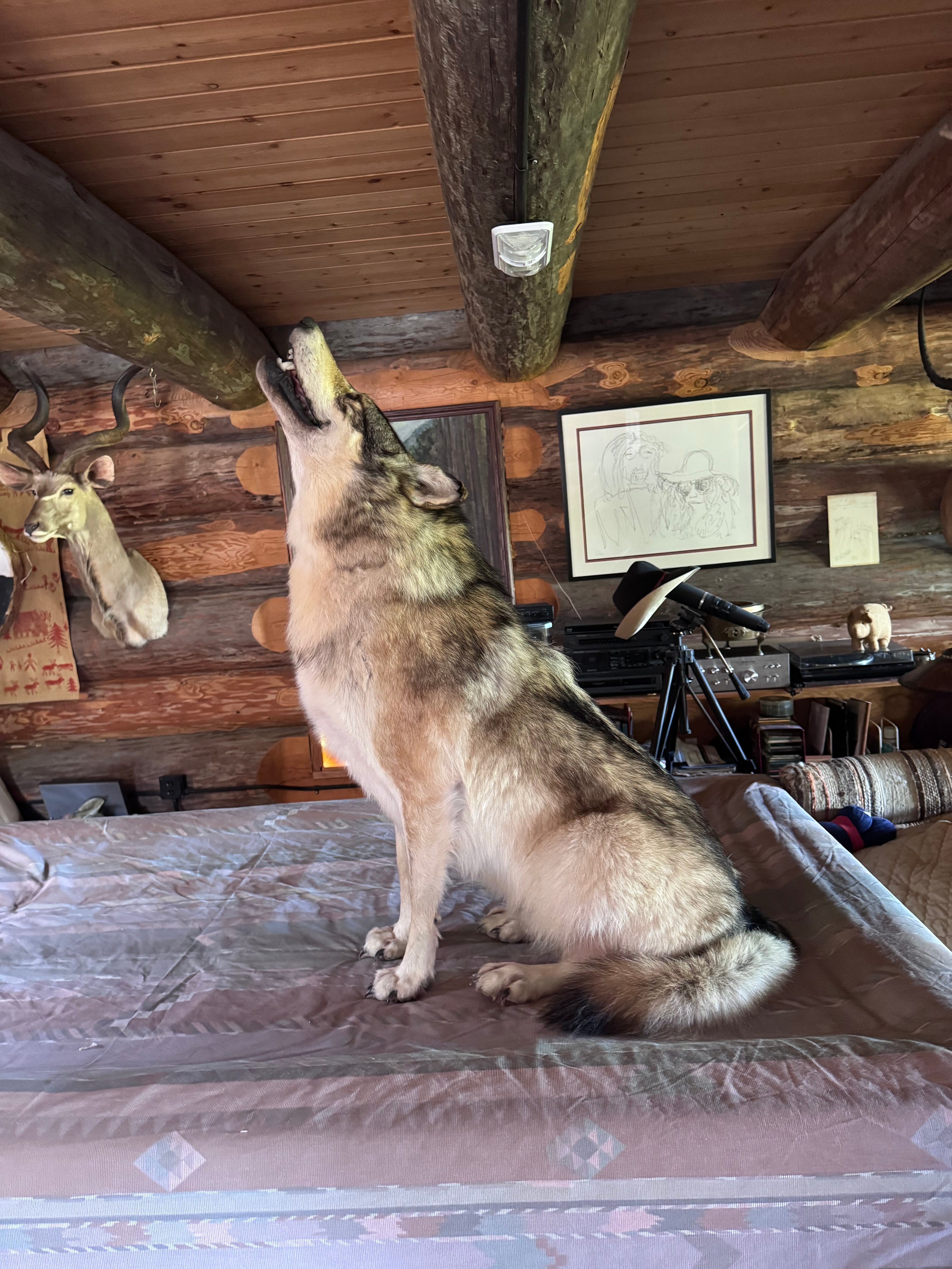 FHWA648 - premium Alaskan wolf howling full body Taxidermy mount