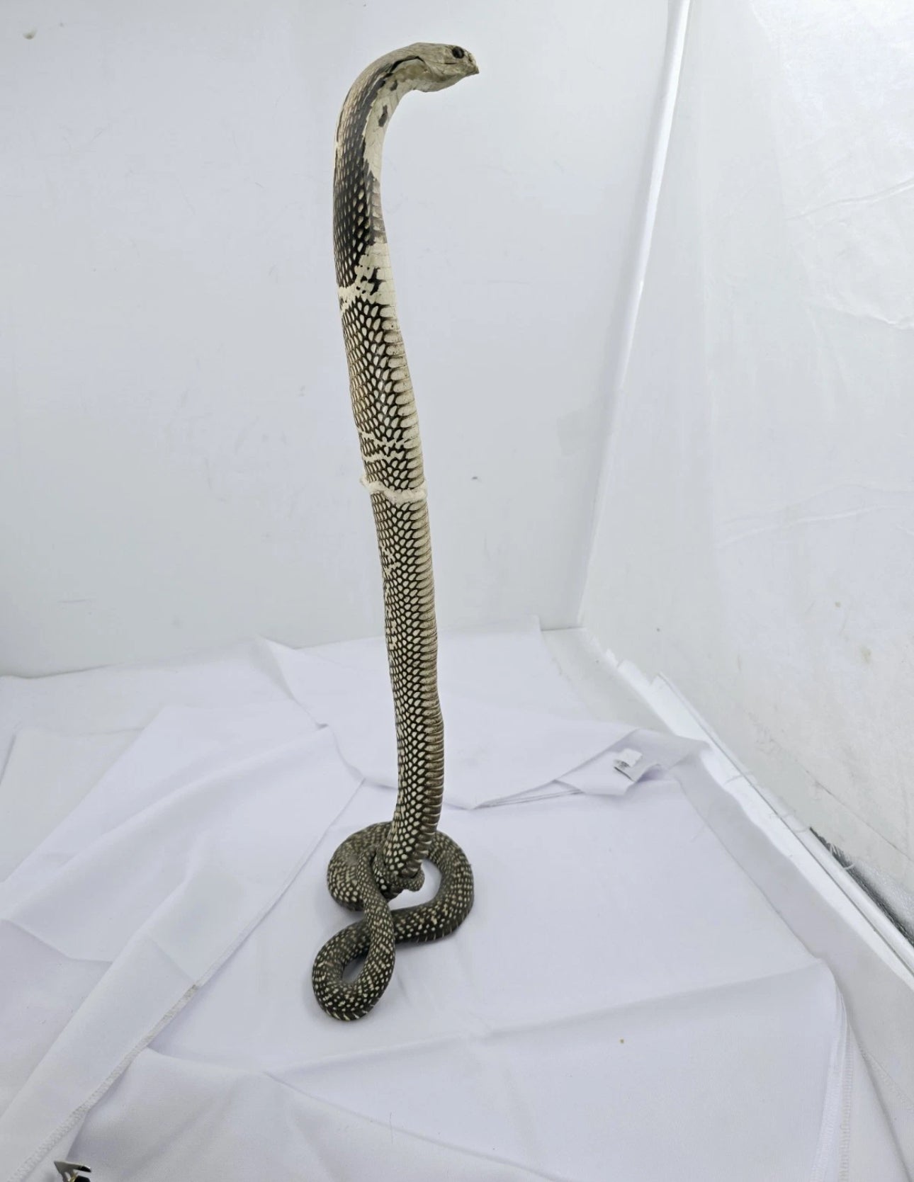 FHCOB0724 - 24” Real Cobra Taxidermy Snake Mount
