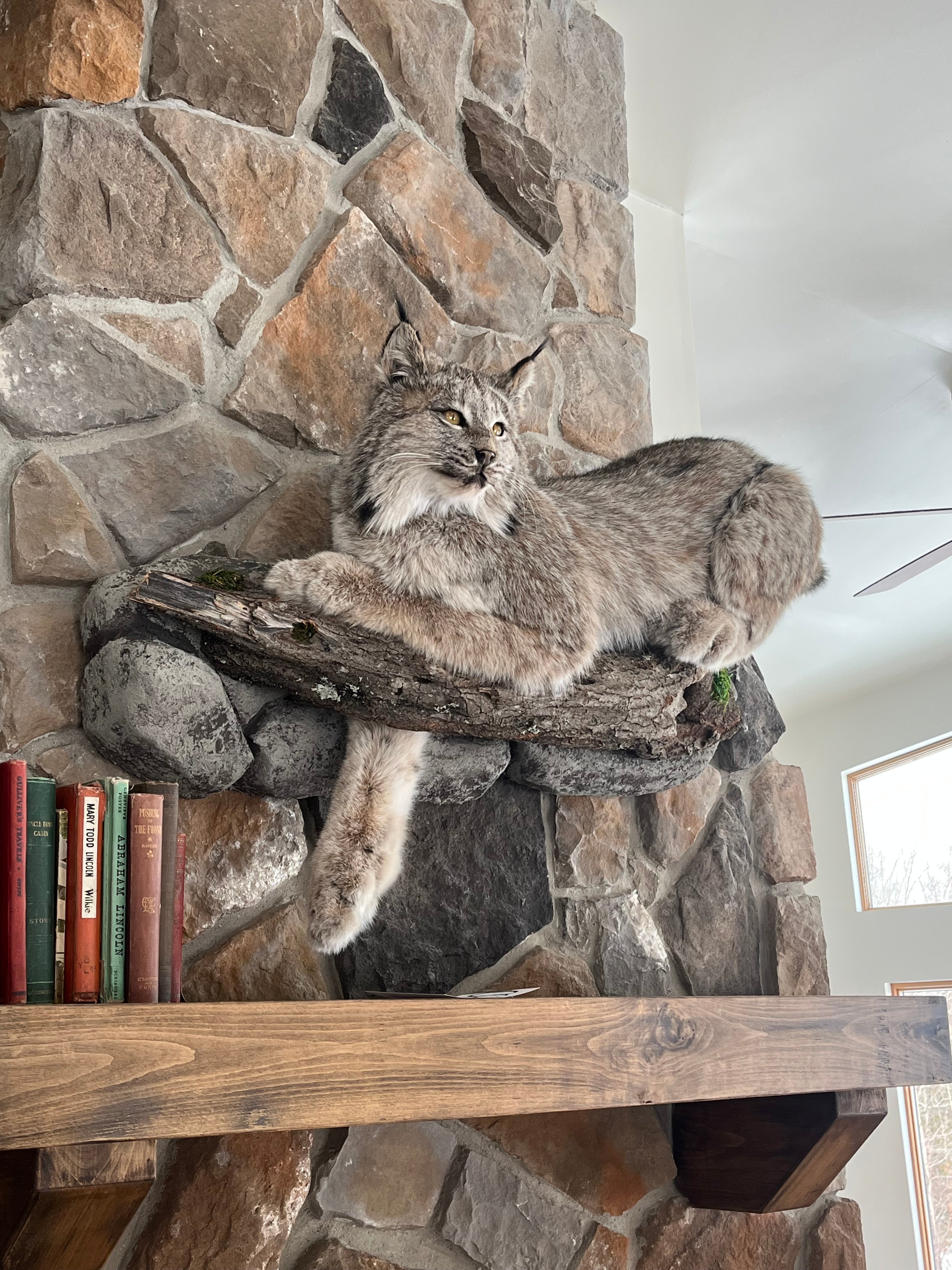 FHWL30 - Alaskan Lynx Taxidermy Full Body Mount Prime Fur
