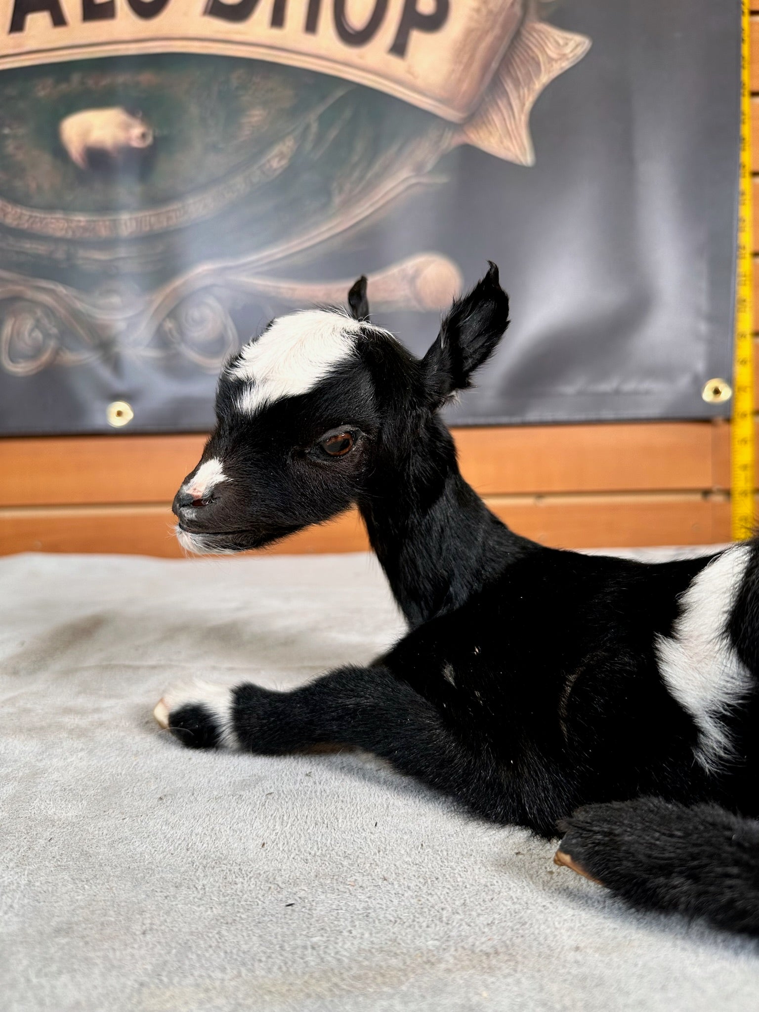 FHGOAT6- Baby goat tiny taxidermy mount free standing
