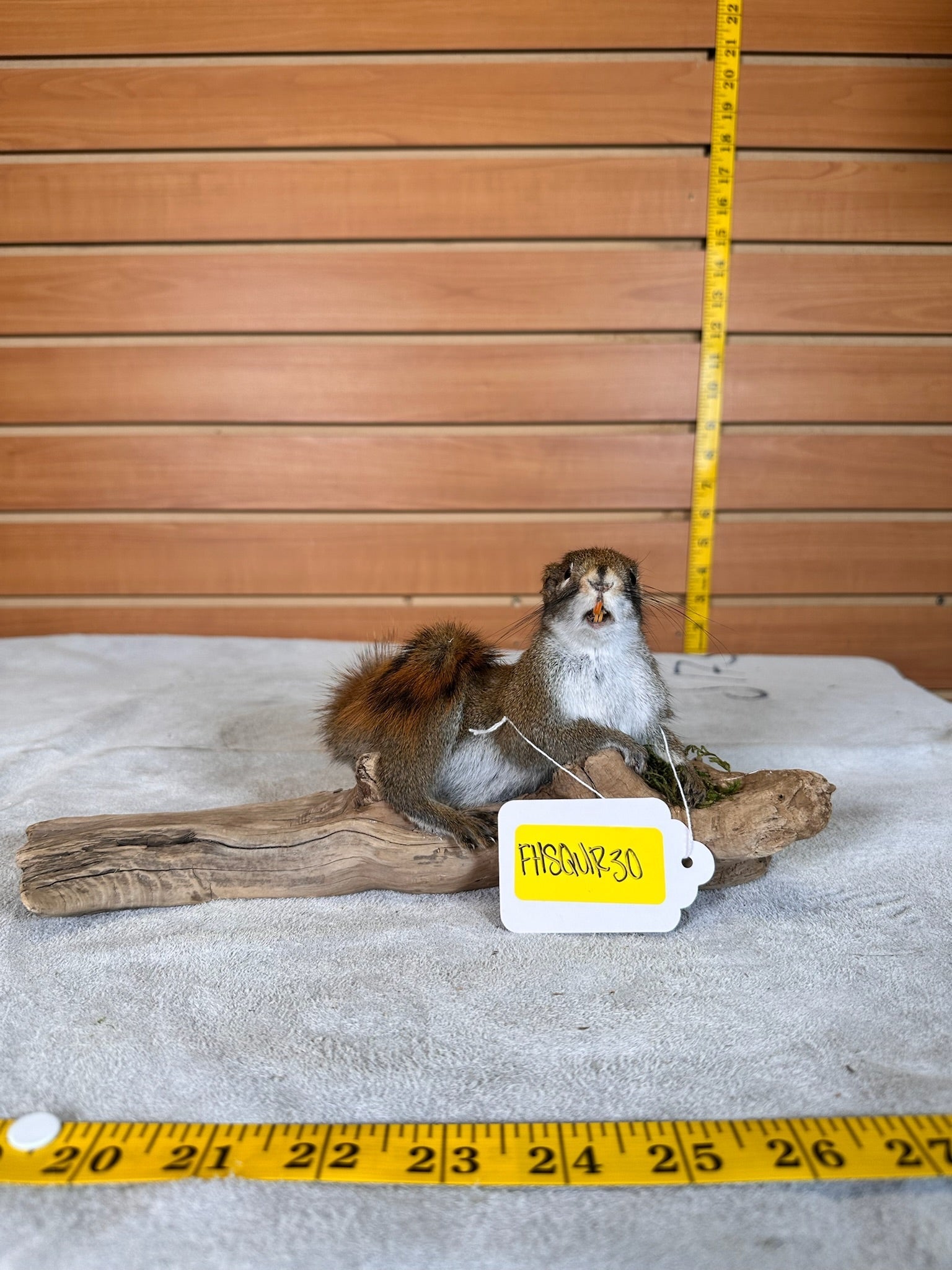 FHSQUIR30 - American Red Squirrel Taxidermy Mount