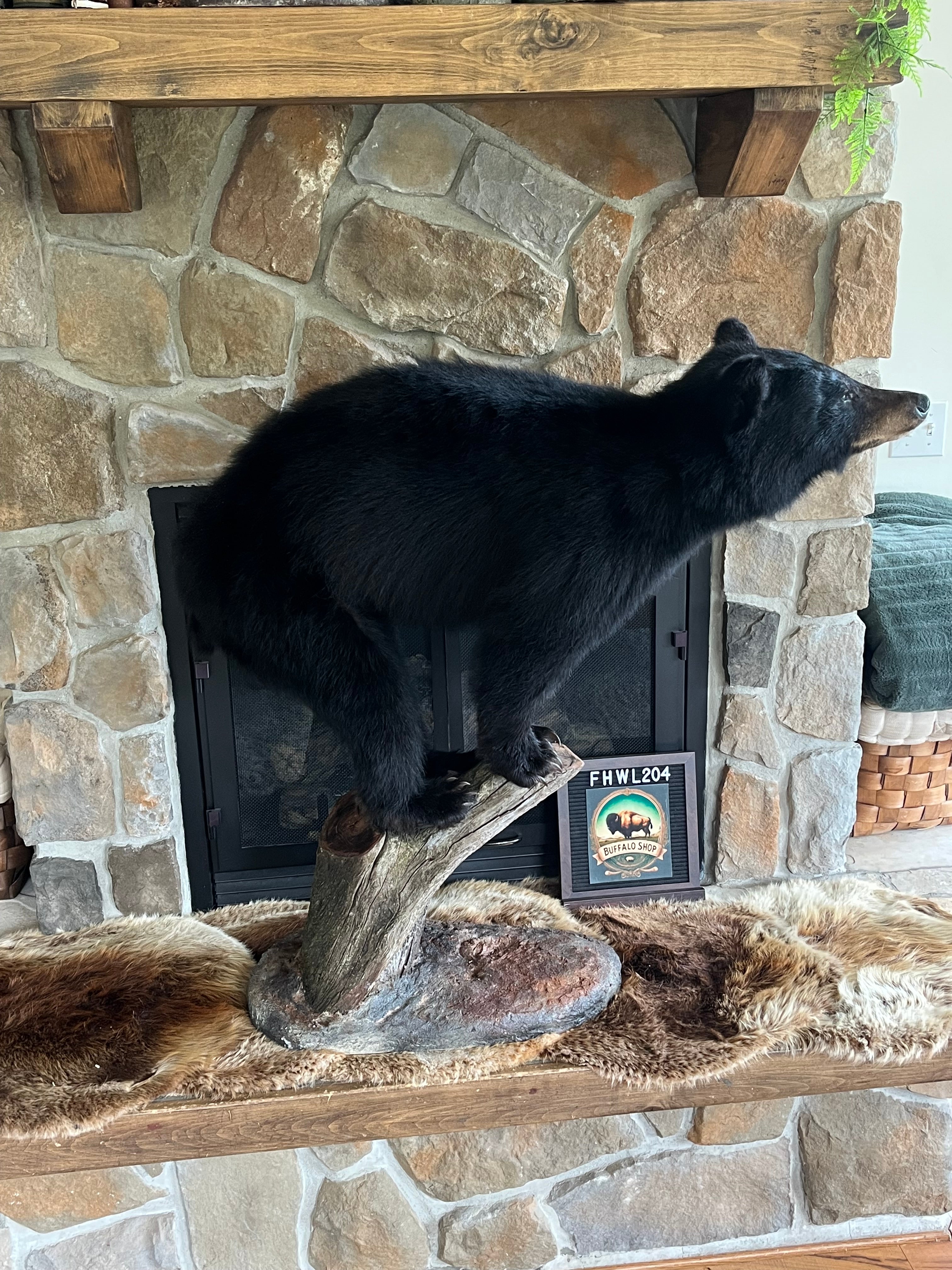 FHWL204 - Yearling Black Bear Cub Full Body taxidermy mount