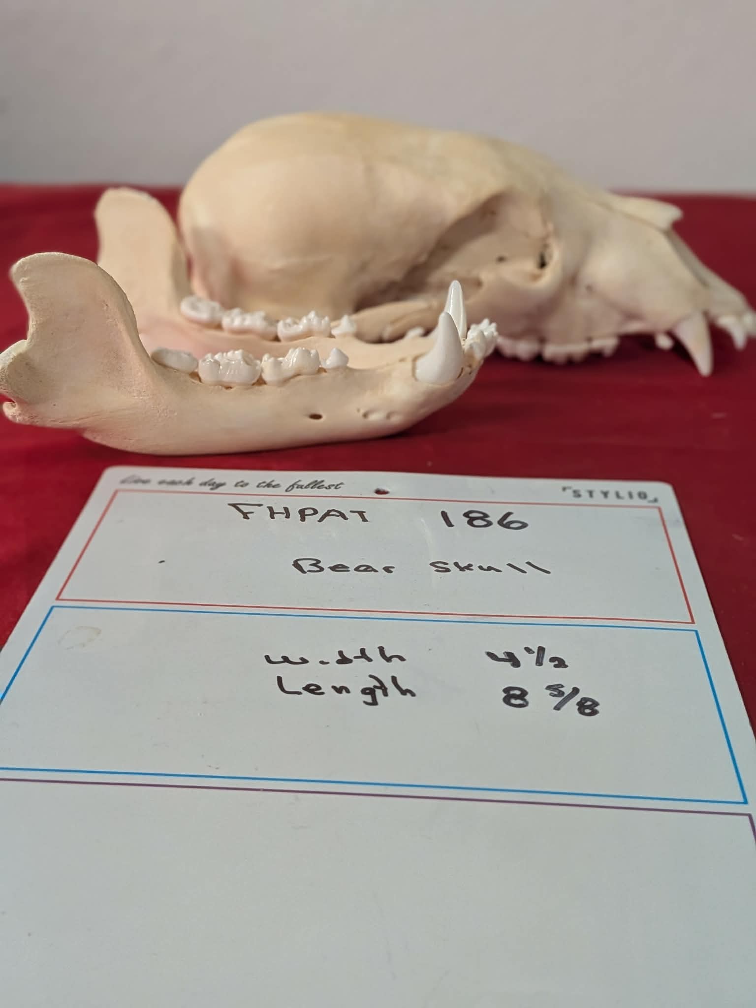 FHPAT186 -professionally cleaned black bear skull