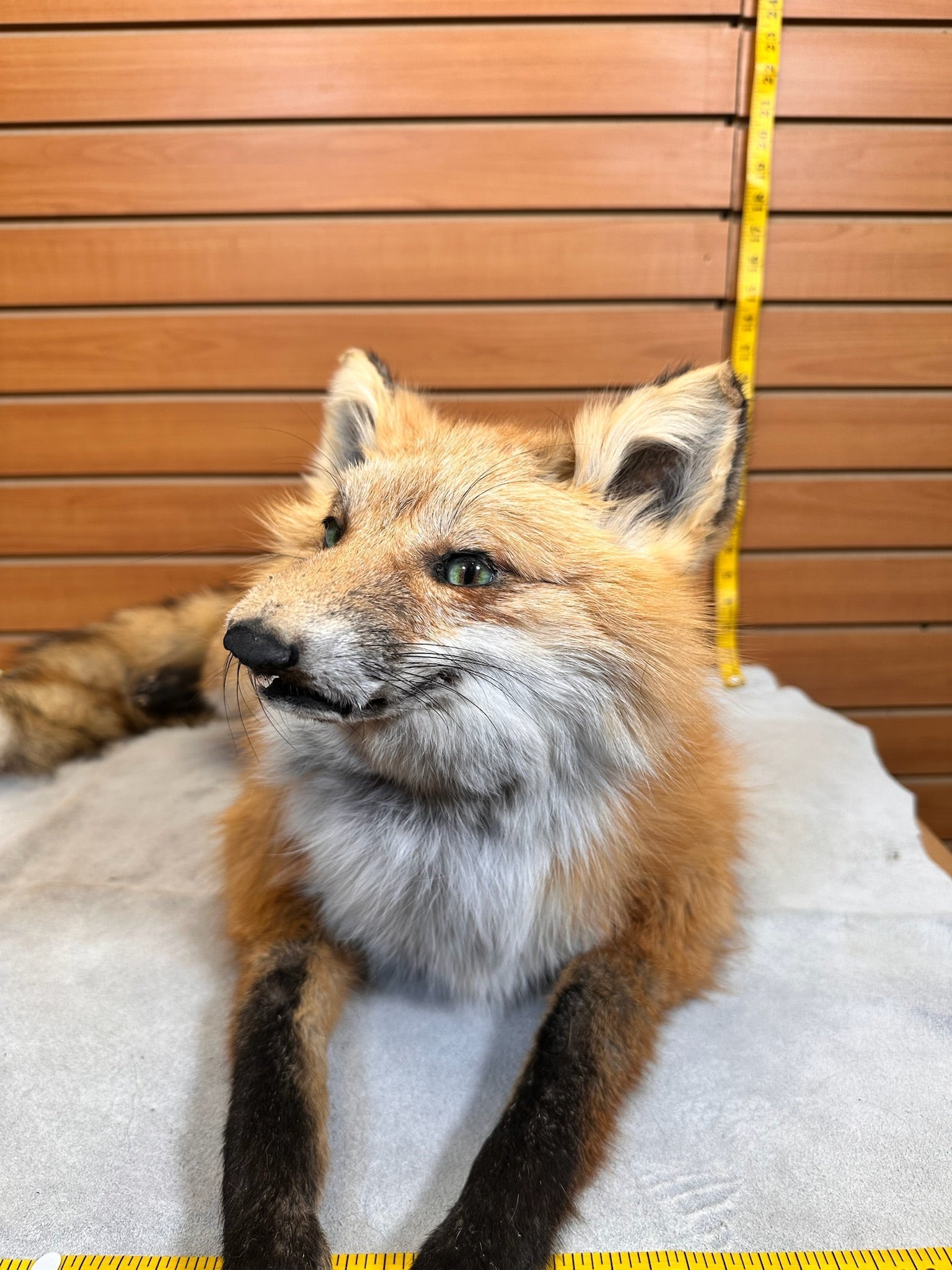 FHFOX13-Red Fox Taxidermy Full Body Mount Prime Fur