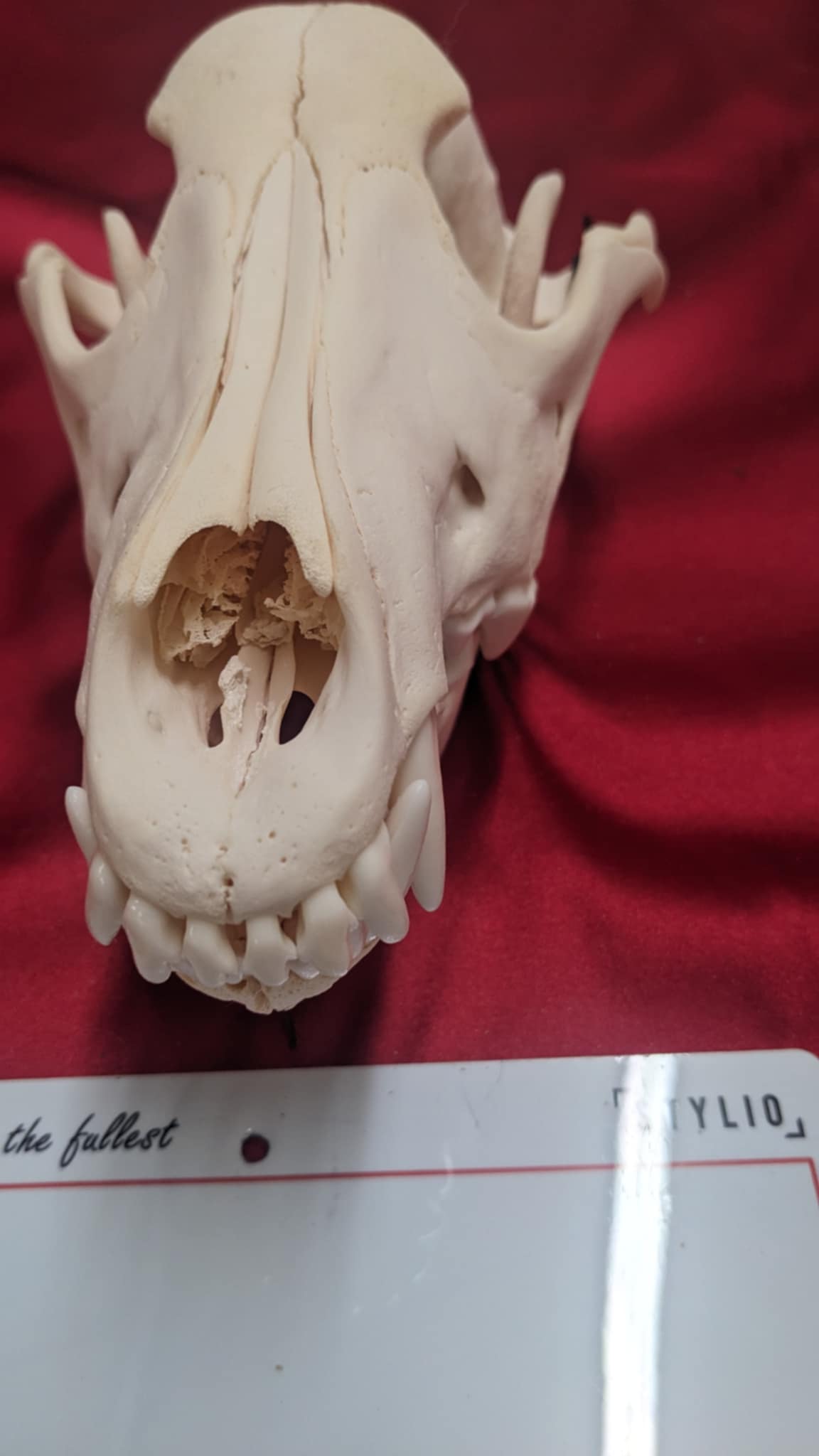 FHPAT1-Alaskan Wolf Skull perfect teeth