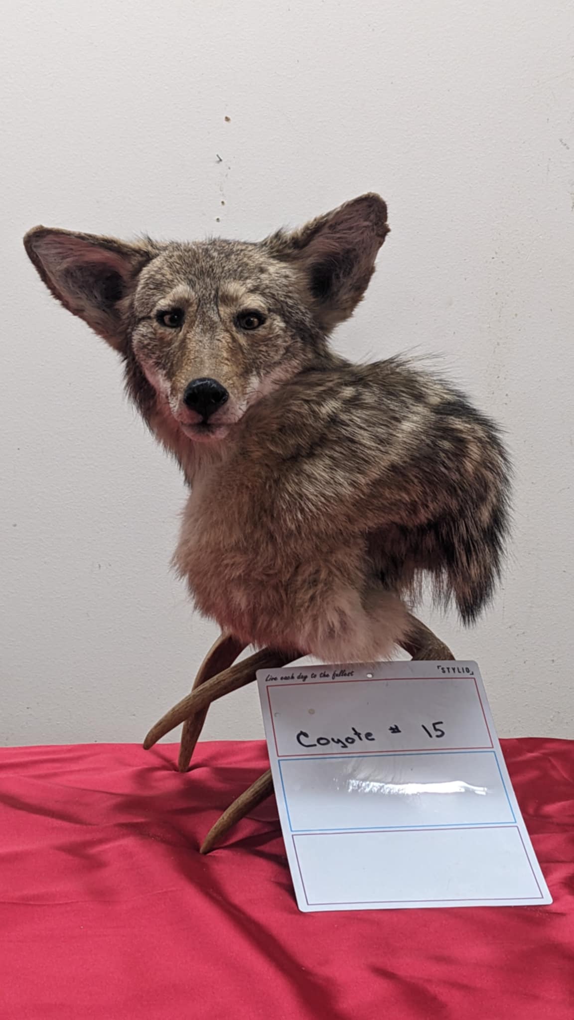 FHPAT8-Coyote pedestal head mount on real antler