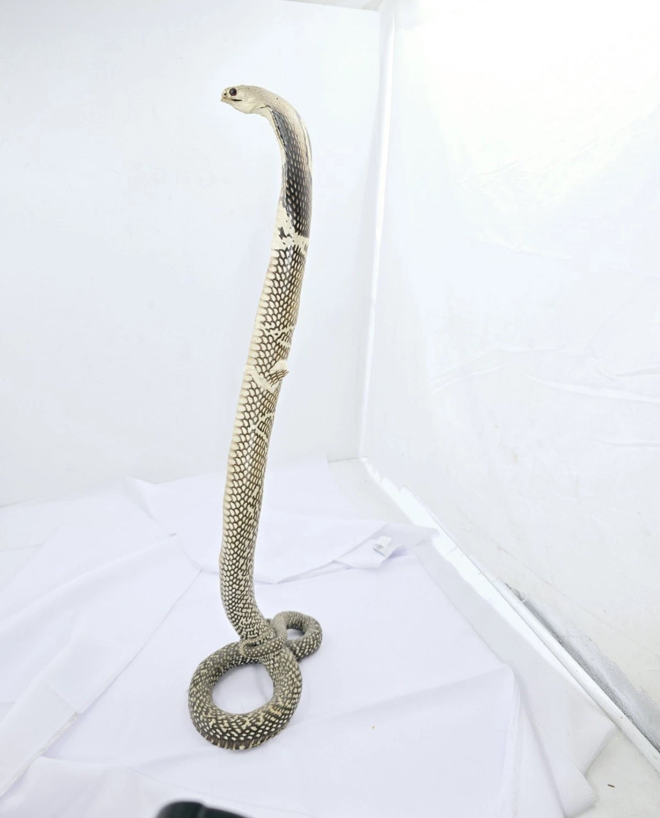 FHCOB0724 - 24” Real Cobra Taxidermy Snake Mount