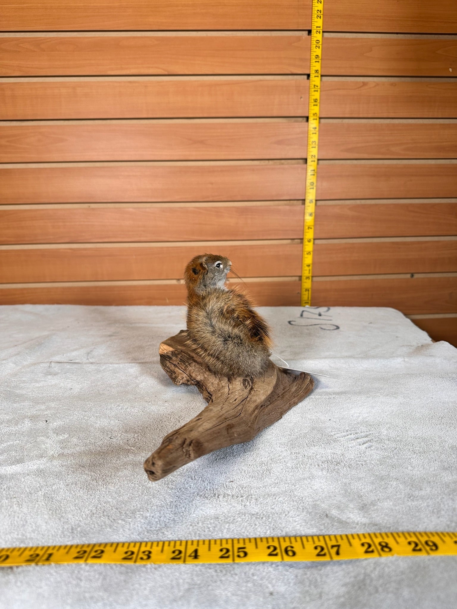 FHSQUIR22- American Red Squirrel Taxidermy Mount