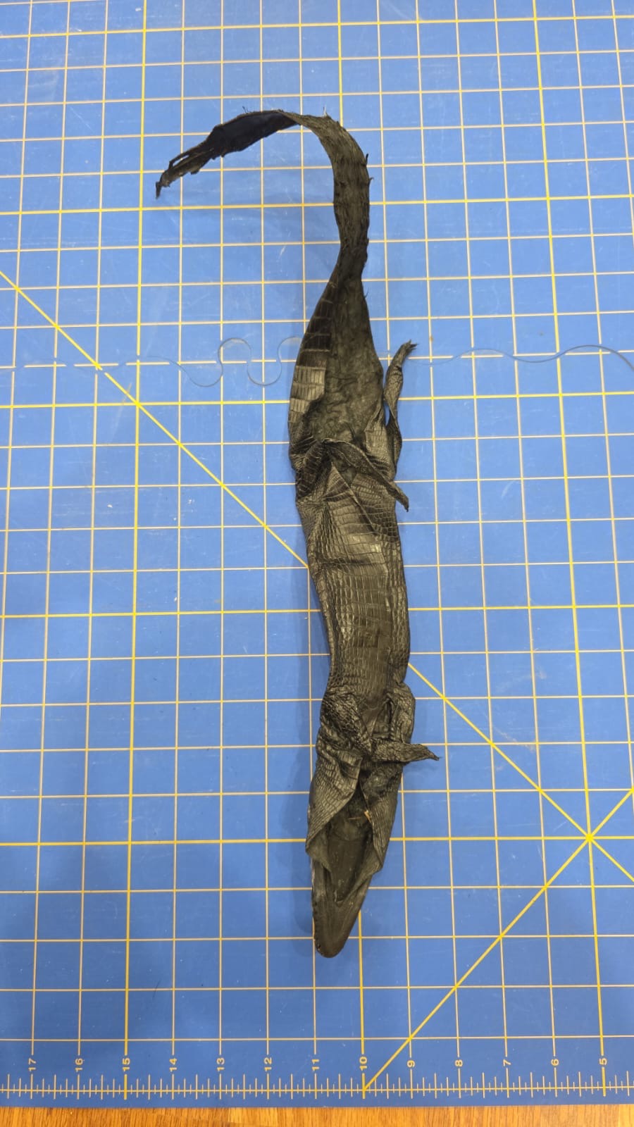 JVN4 - Dyed Alligator Skin Pelt Leather