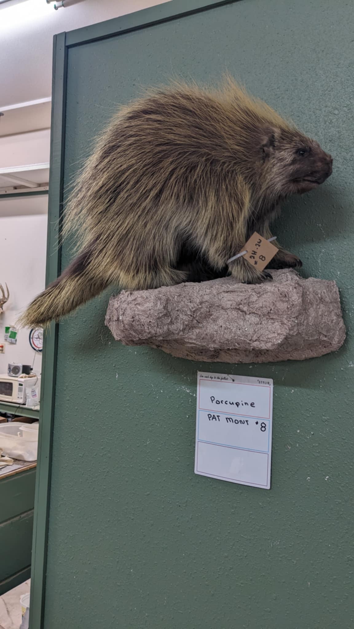 FHPAT8-premium porcupine taxidermy wall mount