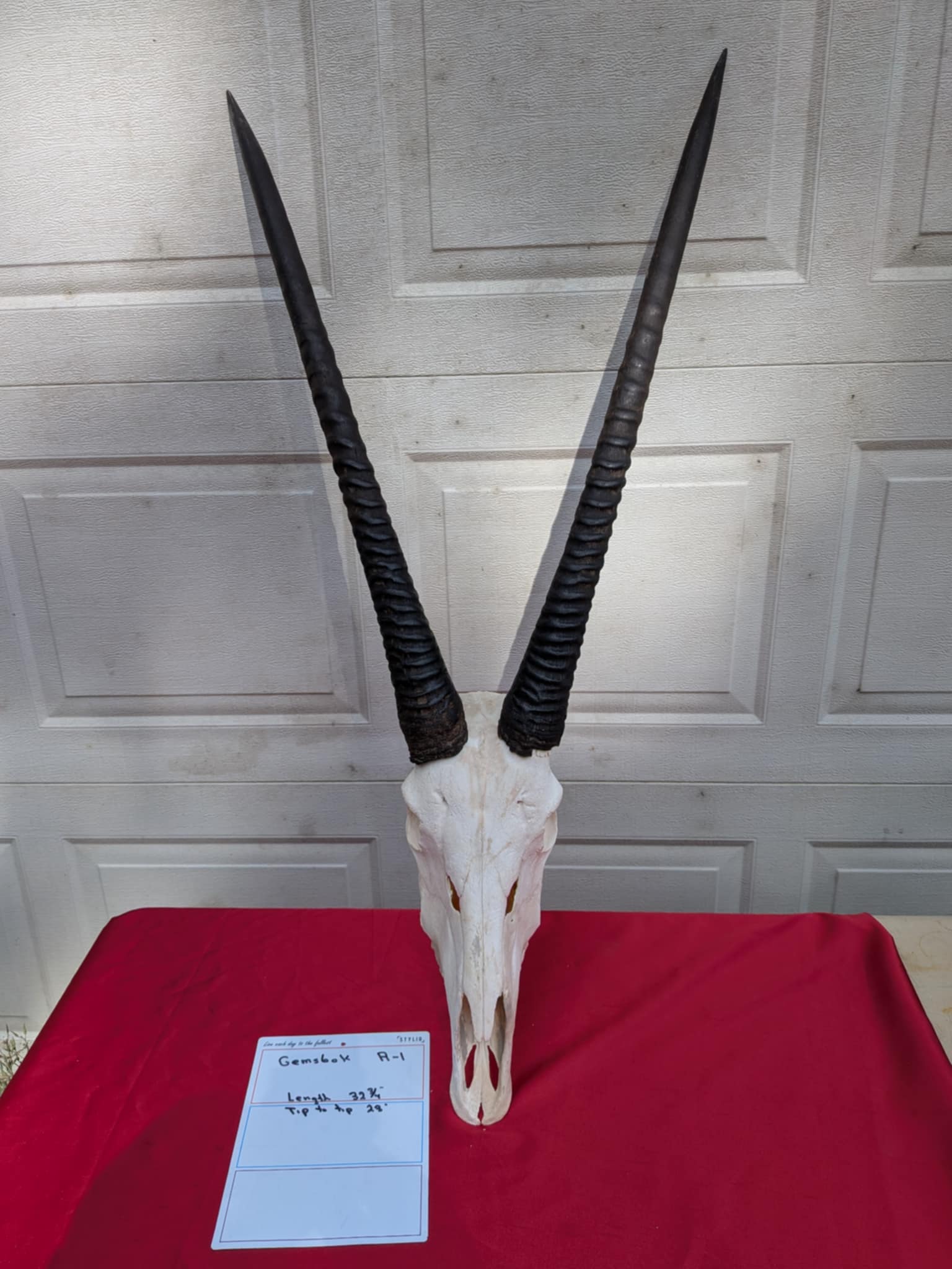 FHPATR2 - gemsbok real skull taxidermy mount