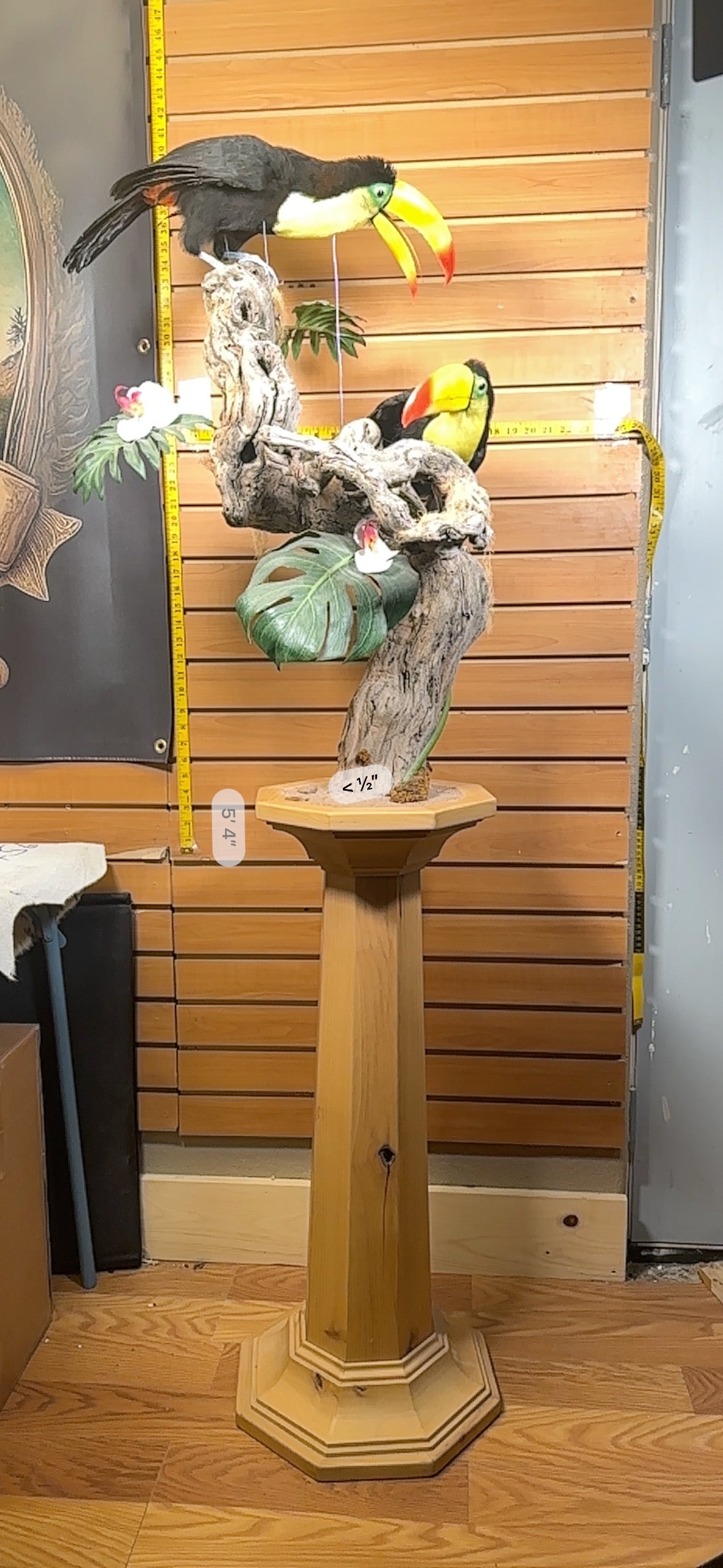 FH739-Keel billed toucans taxidermy mount - captive bred