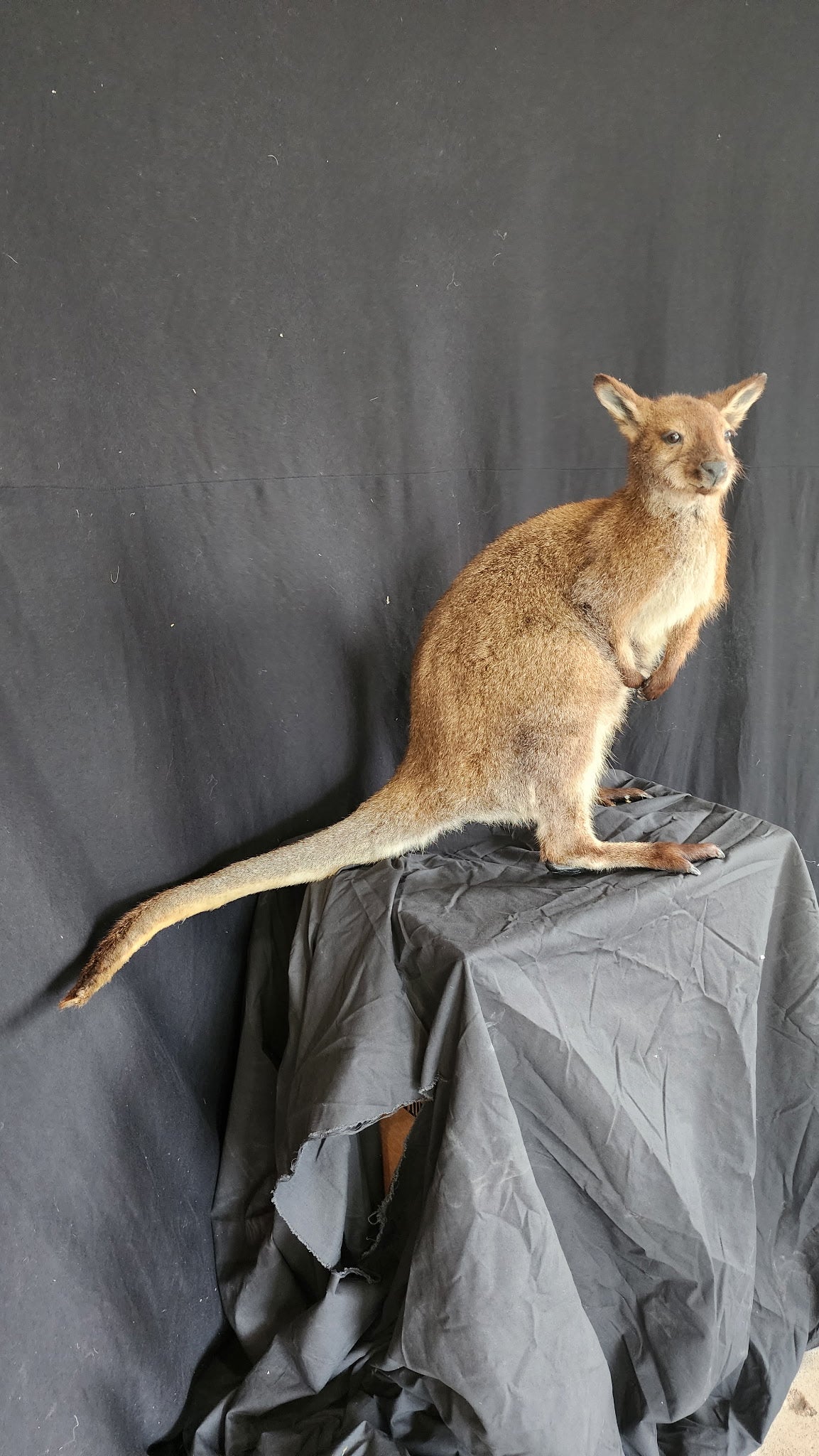 FHBRAD3 - wallaby Kangaroo Taxidermy Mount