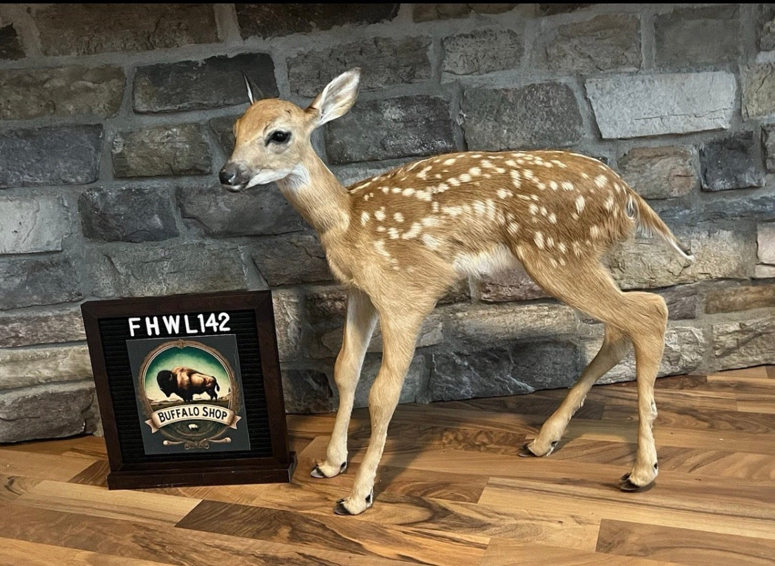 FHWL142 - Fawn Lifesize Taxidermy Mount Free Standing