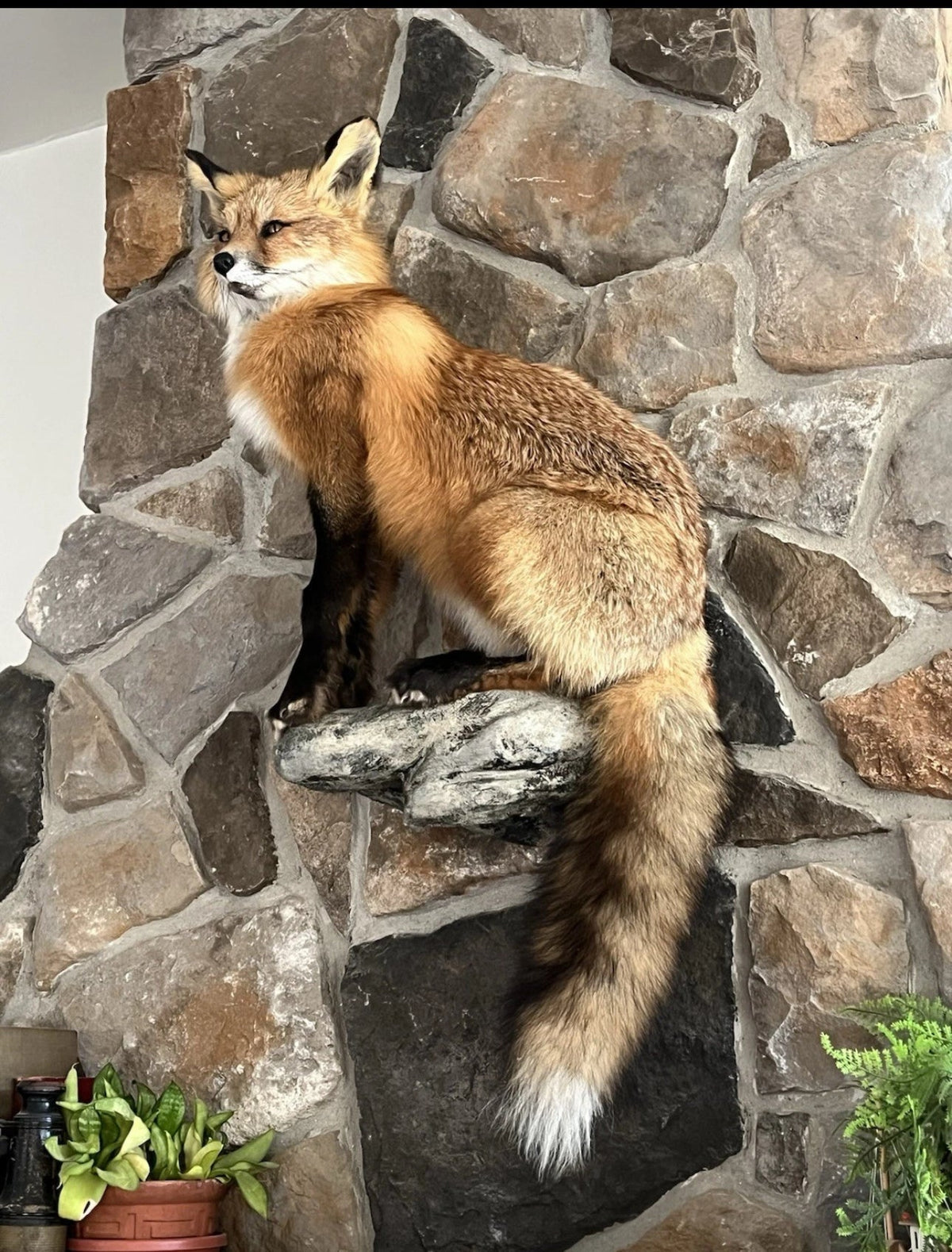 FHWASH1-Red Fox Taxidermy Full Body Mount Cabin Camp Man Cave Home Office Den Decor NEW!