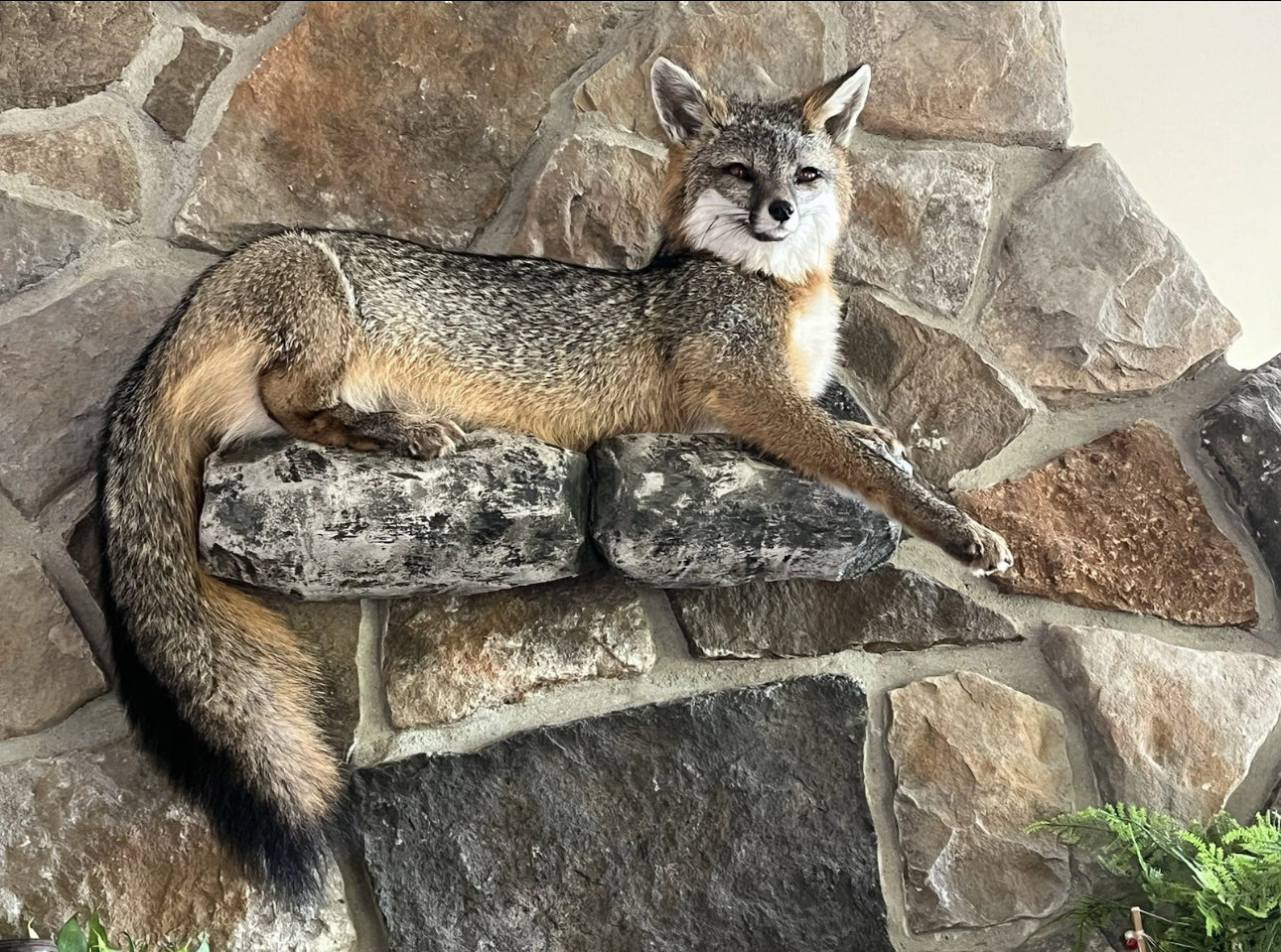 FHWA0624-Grey Fox Taxidermy Full Body Mount Cabin Camp Man Cave