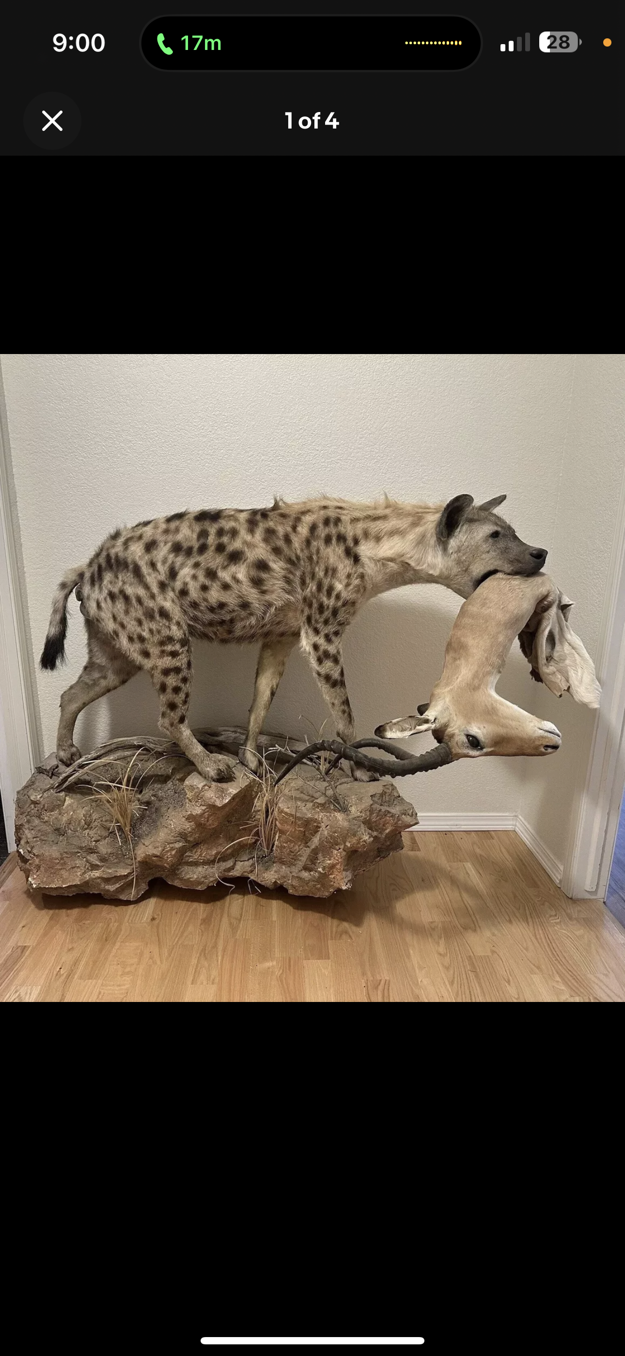 FH163-Spotted Hyena Life-Size Taxidermy African Safari With Prey