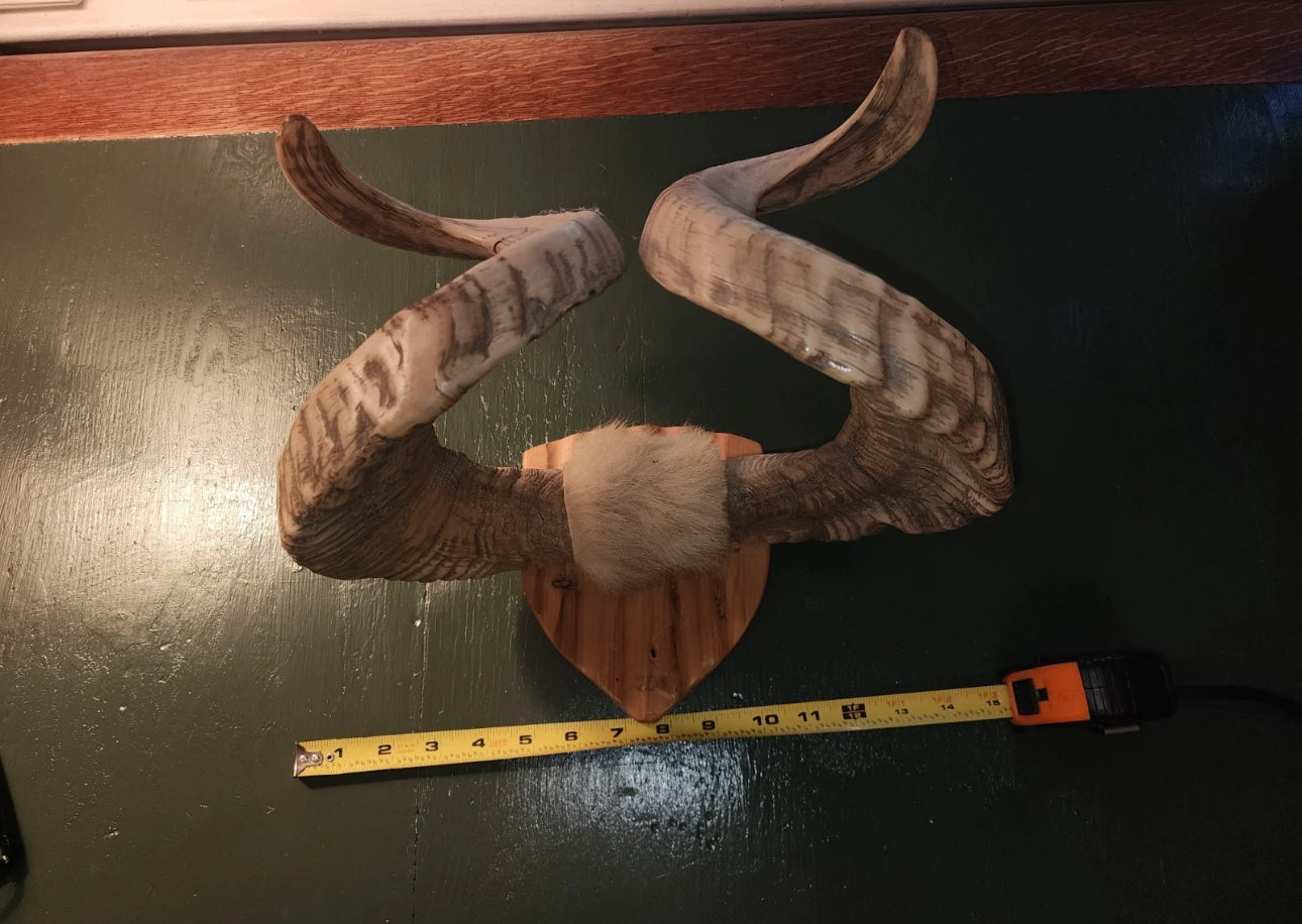 FH523 - Pair of authentic NATURAL RAMS HORNS MOUNTED.