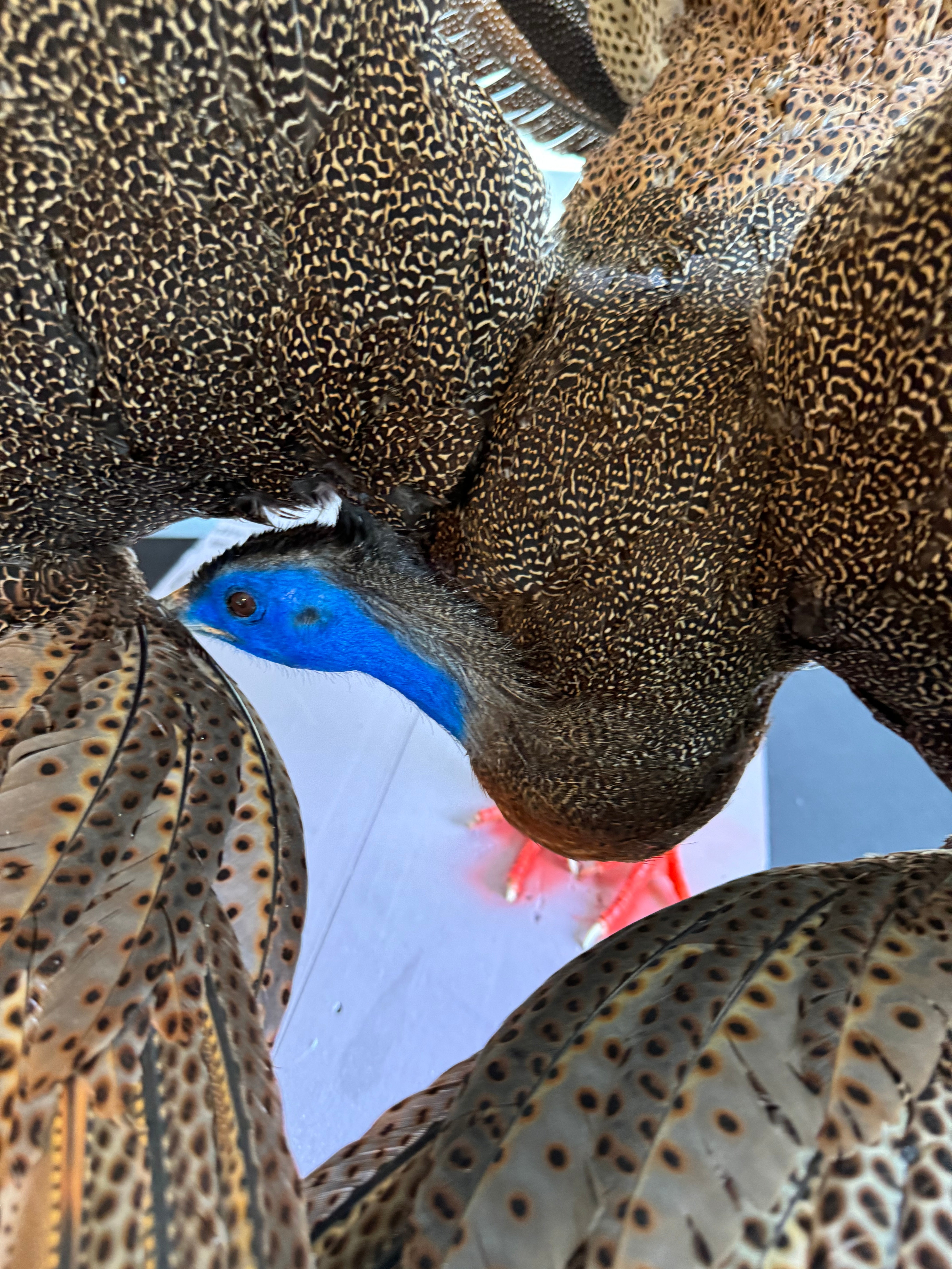 FHKY2 - Museum Quality Male Argus pheasant taxidermy mount