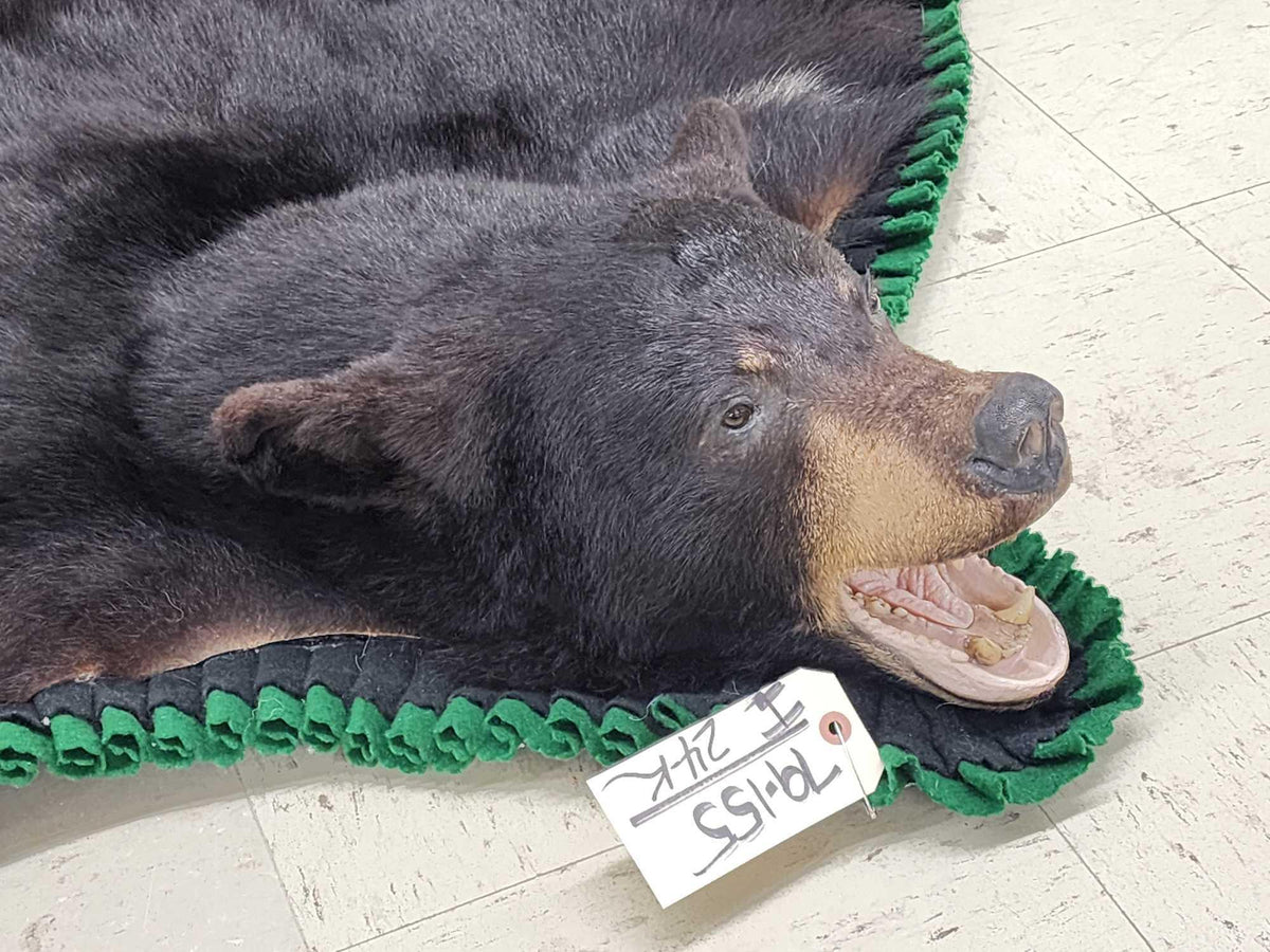 FH24k - Nice Black Bear Rug Taxidermy