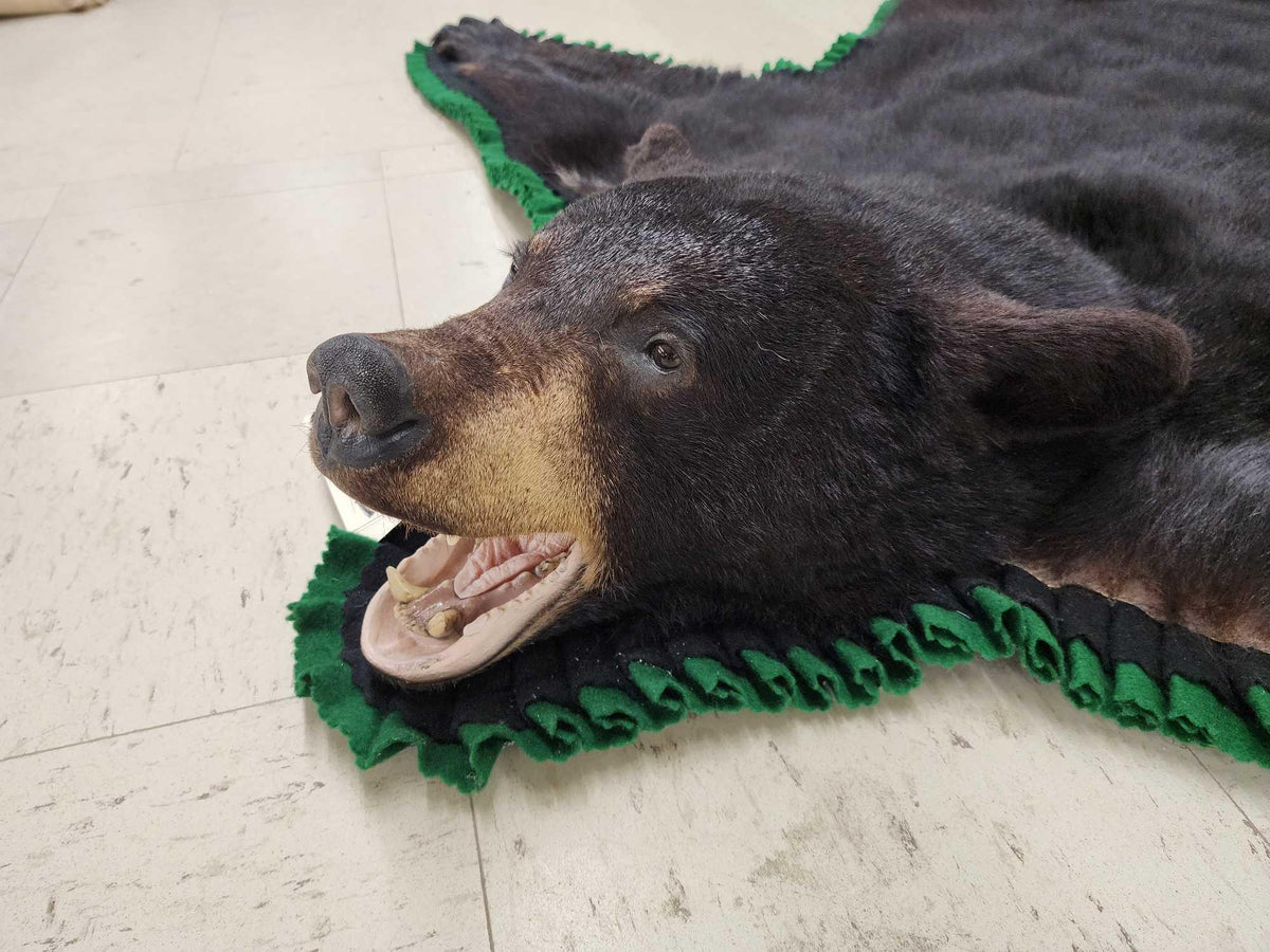 FH24k - Nice Black Bear Rug Taxidermy