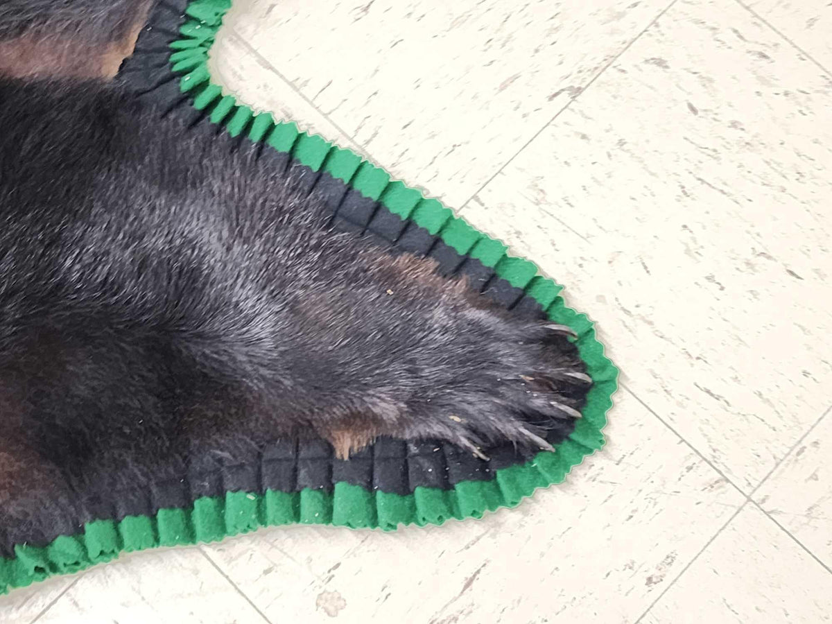 FH24k - Nice Black Bear Rug Taxidermy