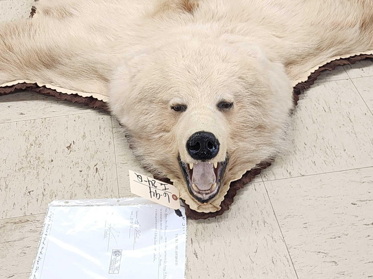 FH24q - Blonde Phase Alaskan Brown Bear Rug Taxidermy