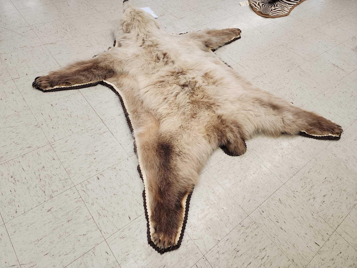 FH24q - Blonde Phase Alaskan Brown Bear Rug Taxidermy