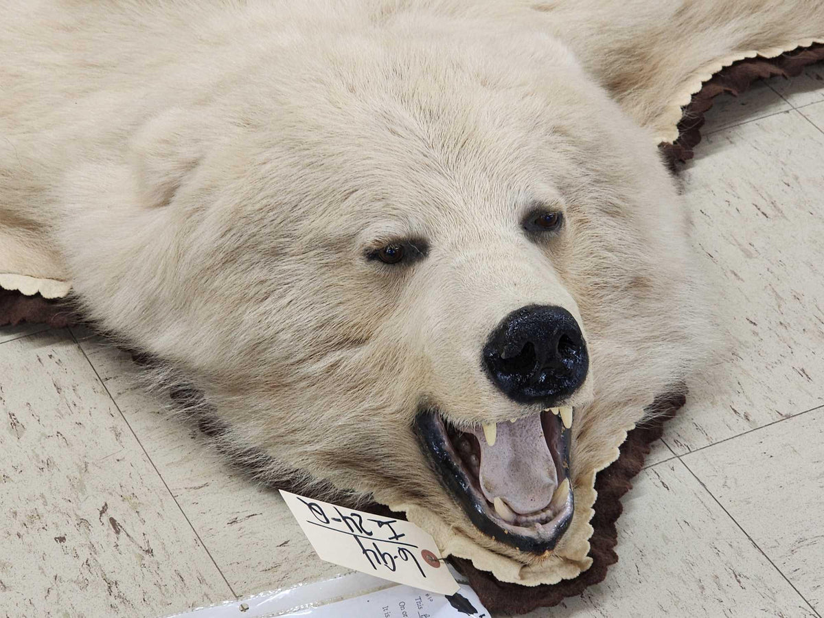 FH24q - Blonde Phase Alaskan Brown Bear Rug Taxidermy