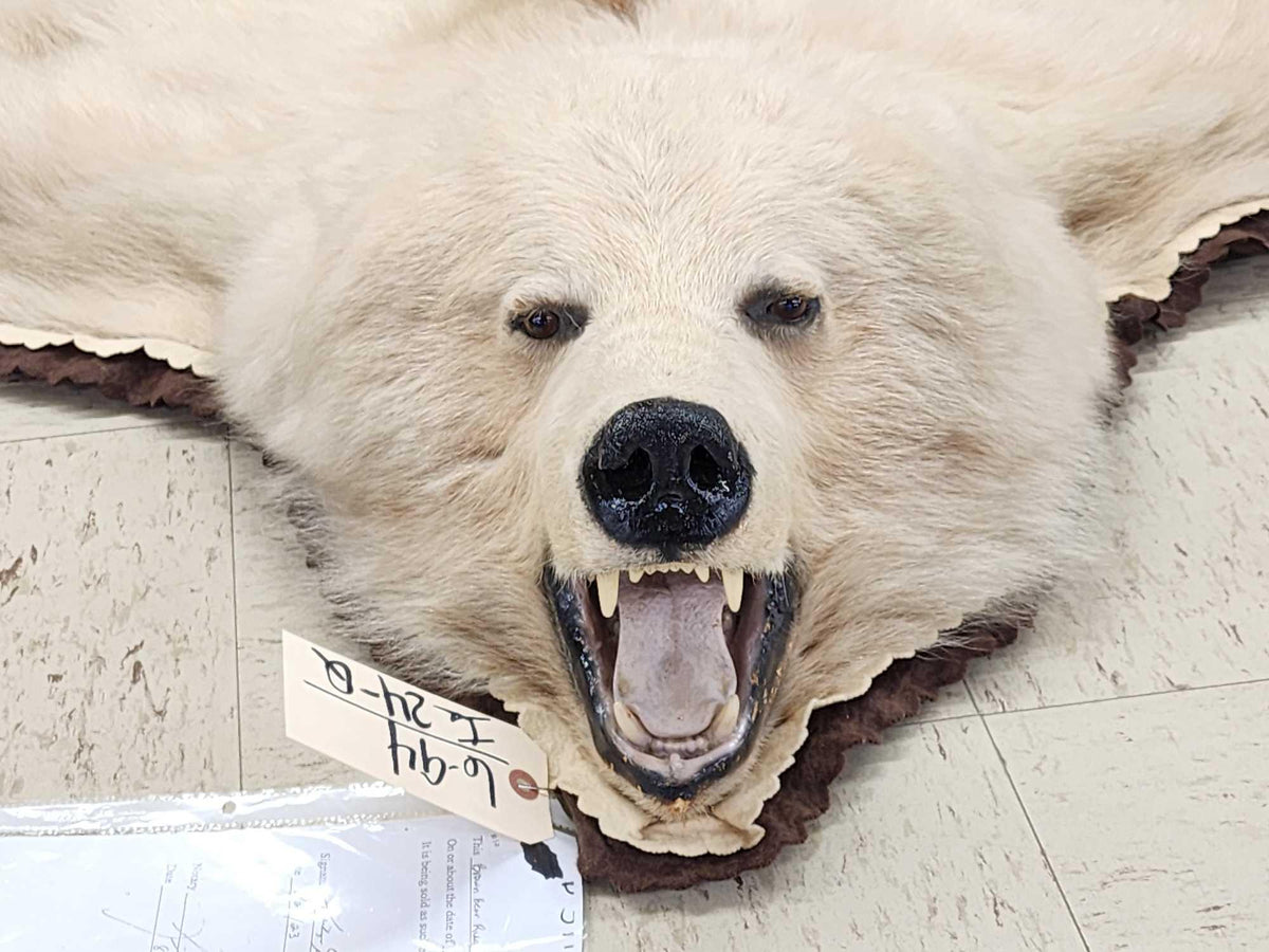 FH24q - Blonde Phase Alaskan Brown Bear Rug Taxidermy