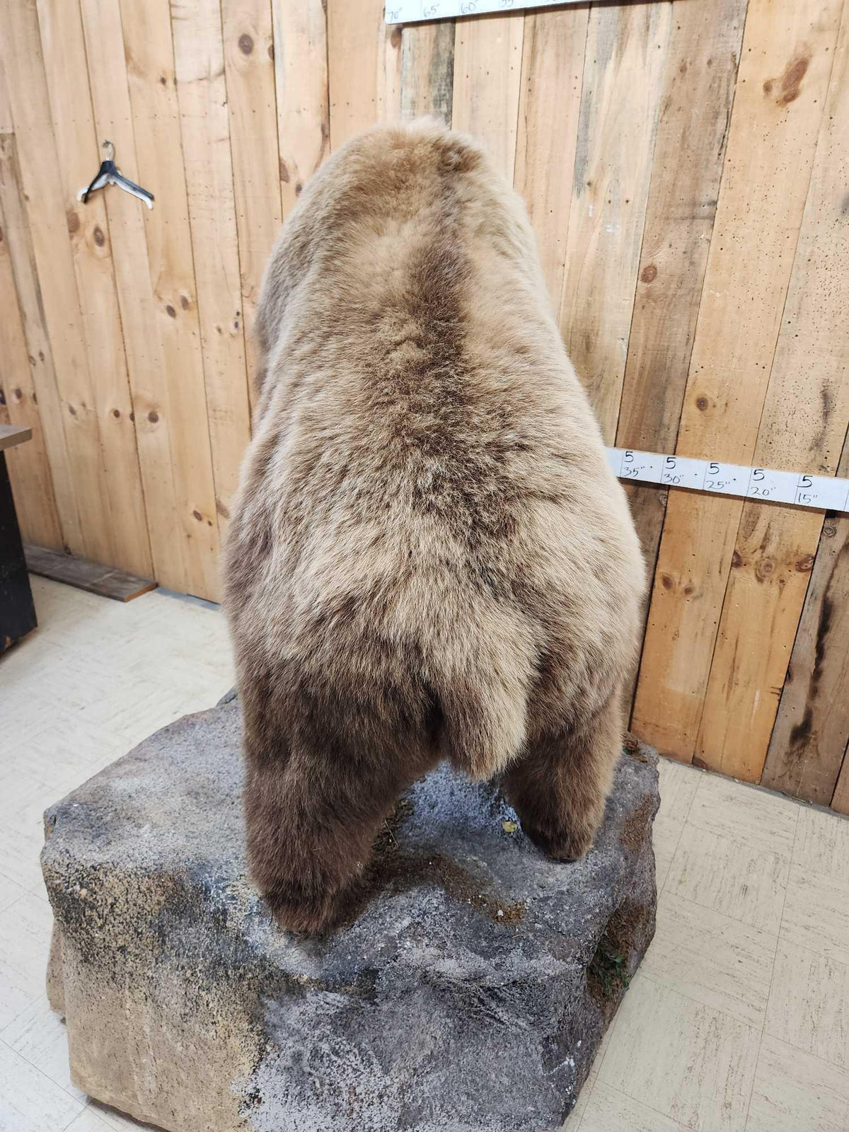 FH31t - Record Book Eurasian Brown Bear Full Body Taxidermy Mount