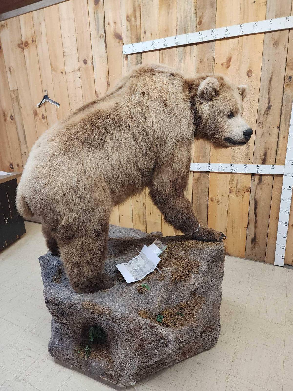 FH31t - Record Book Eurasian Brown Bear Full Body Taxidermy Mount