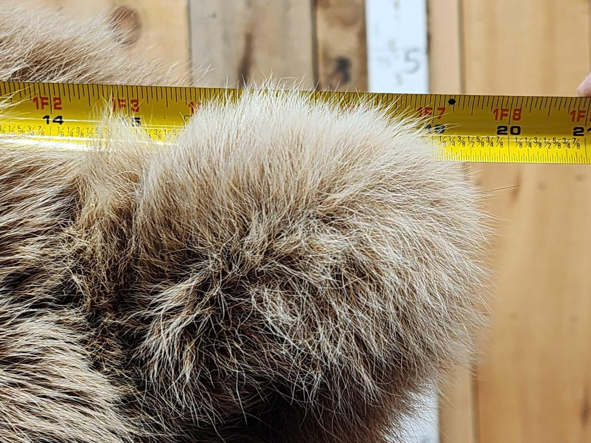 FH31t - Record Book Eurasian Brown Bear Full Body Taxidermy Mount