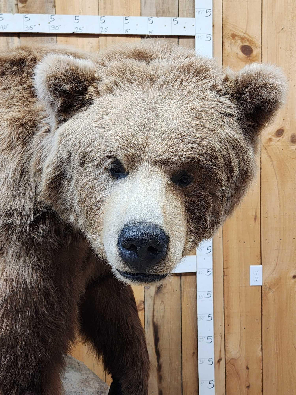 FH31t - Record Book Eurasian Brown Bear Full Body Taxidermy Mount