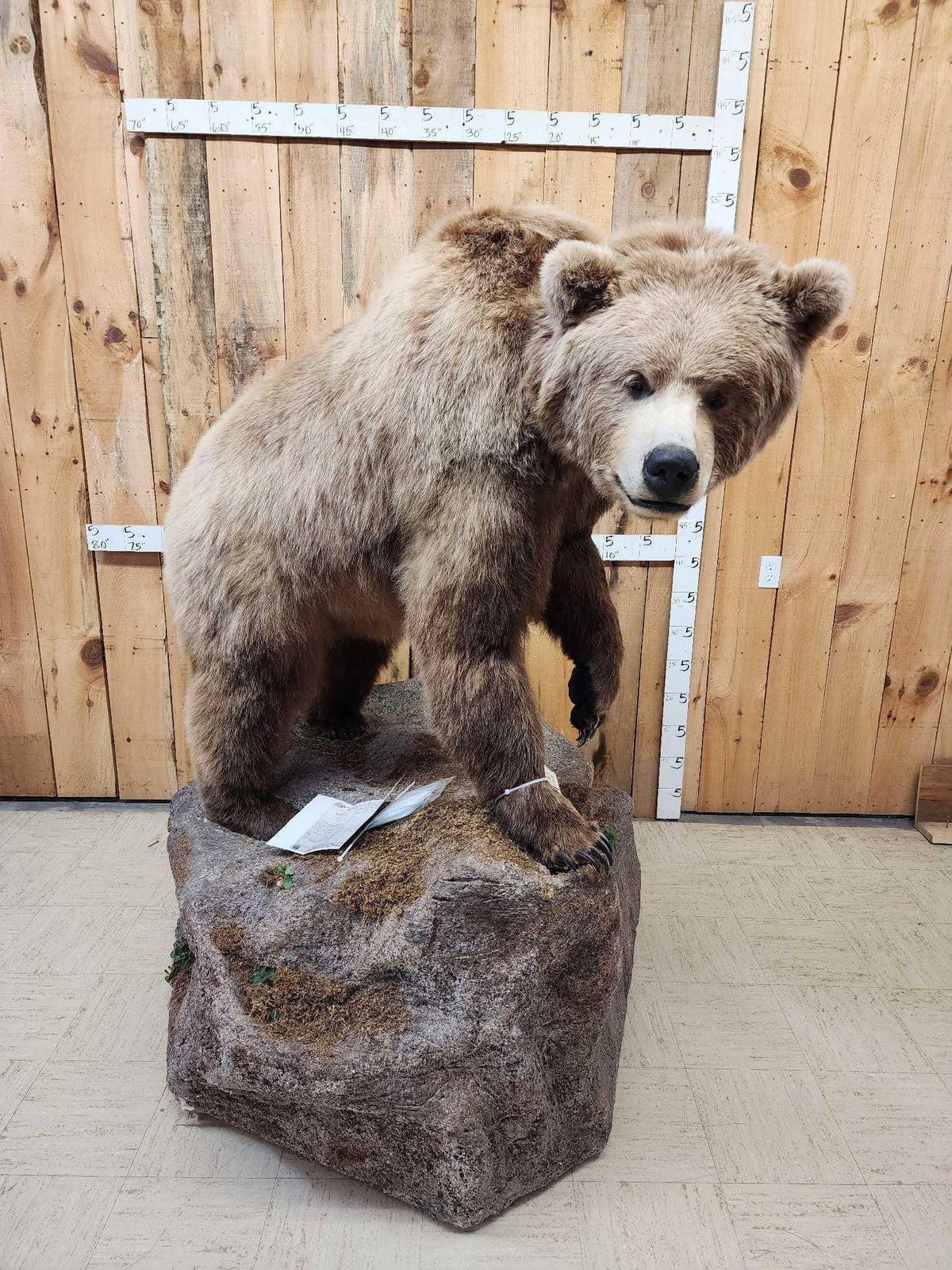 FH31t - Record Book Eurasian Brown Bear Full Body Taxidermy Mount