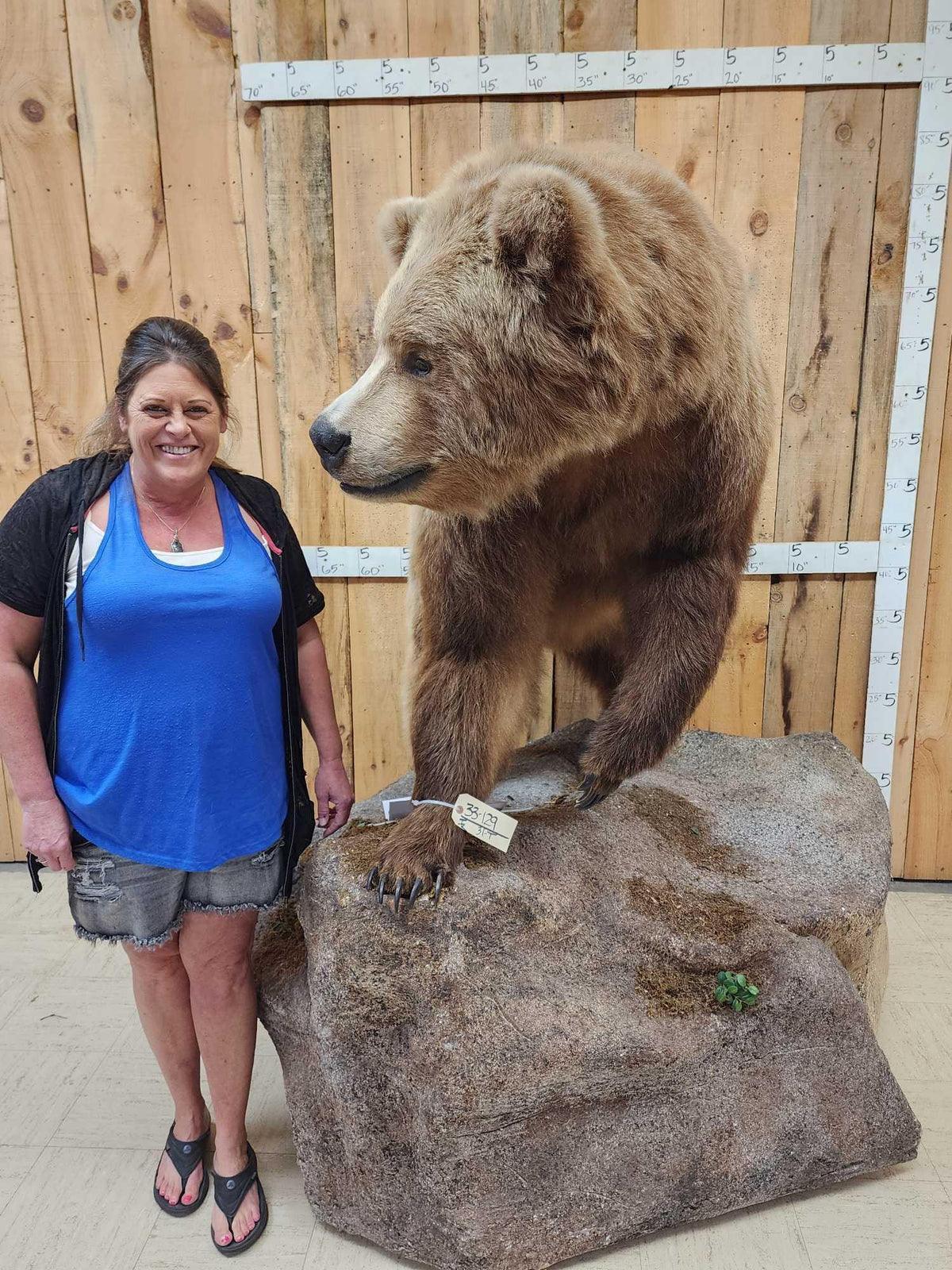 FH31t - Record Book Eurasian Brown Bear Full Body Taxidermy Mount