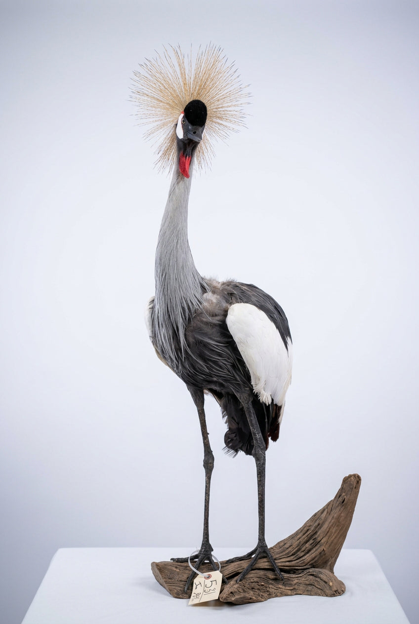 FH35c - African Crowned Crane Full Body Bird Taxidermy