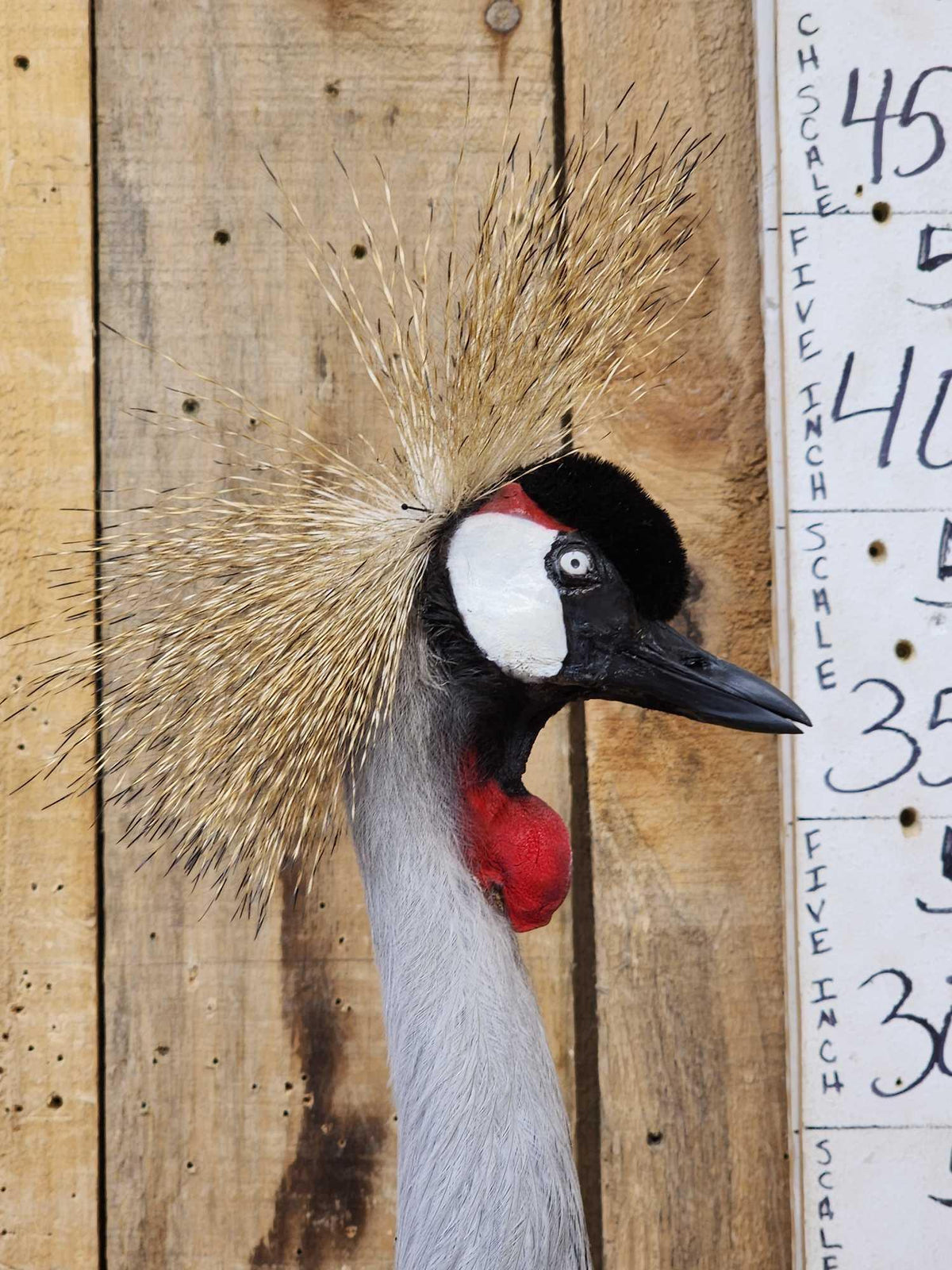 FH35c - African Crowned Crane Full Body Bird Taxidermy