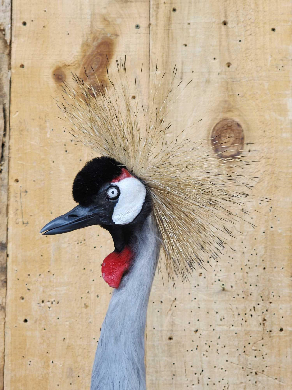 FH35c - African Crowned Crane Full Body Bird Taxidermy