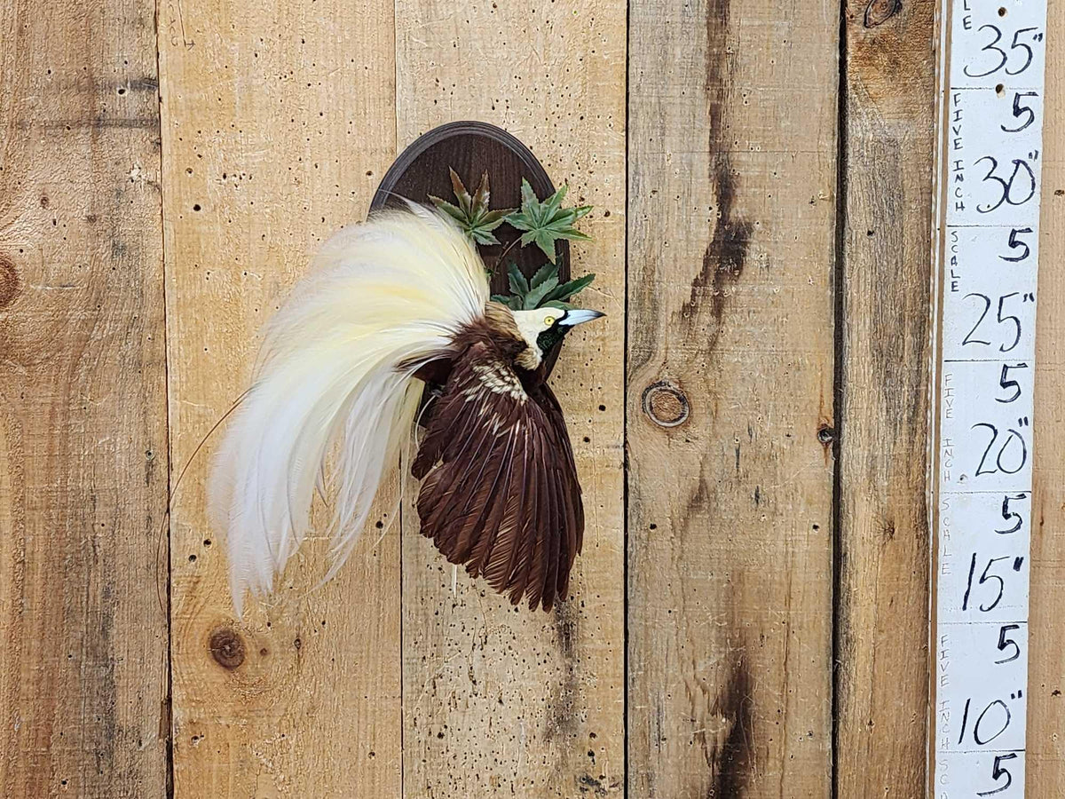 FH36j - SUPER RARE Bird Of Paradise In Flight Bird Taxidermy