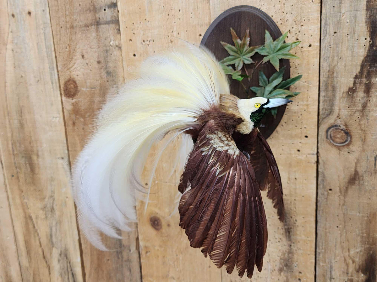 FH36j - SUPER RARE Bird Of Paradise In Flight Bird Taxidermy